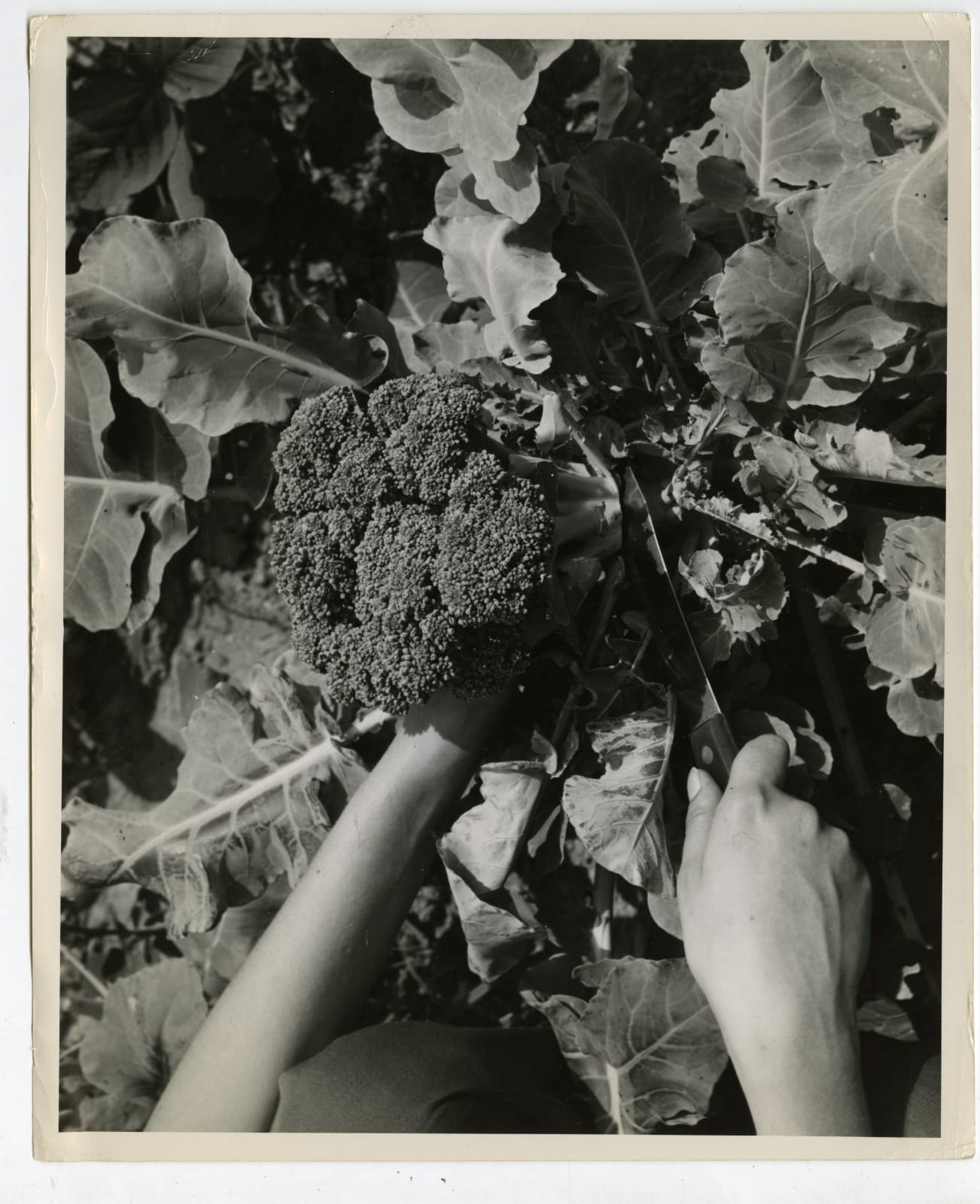 Various Photographers, Large Group of Photos Showing Home Farming as Part of the "Victory Gardens" War Effort, 1943-44