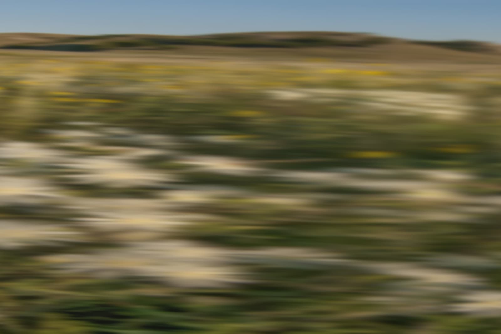 Chris Helzer, Mentzelia - Mentzelia sp., 2019