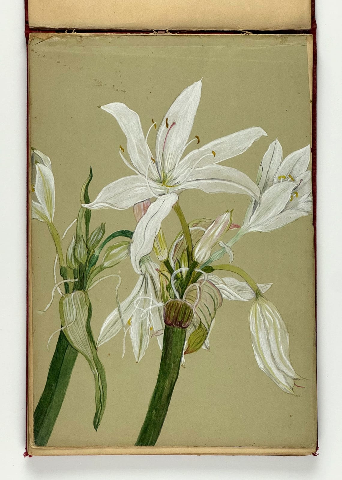 [Floral Studies], Album of Botanical Specimens from Australia, California, and England, 1900s