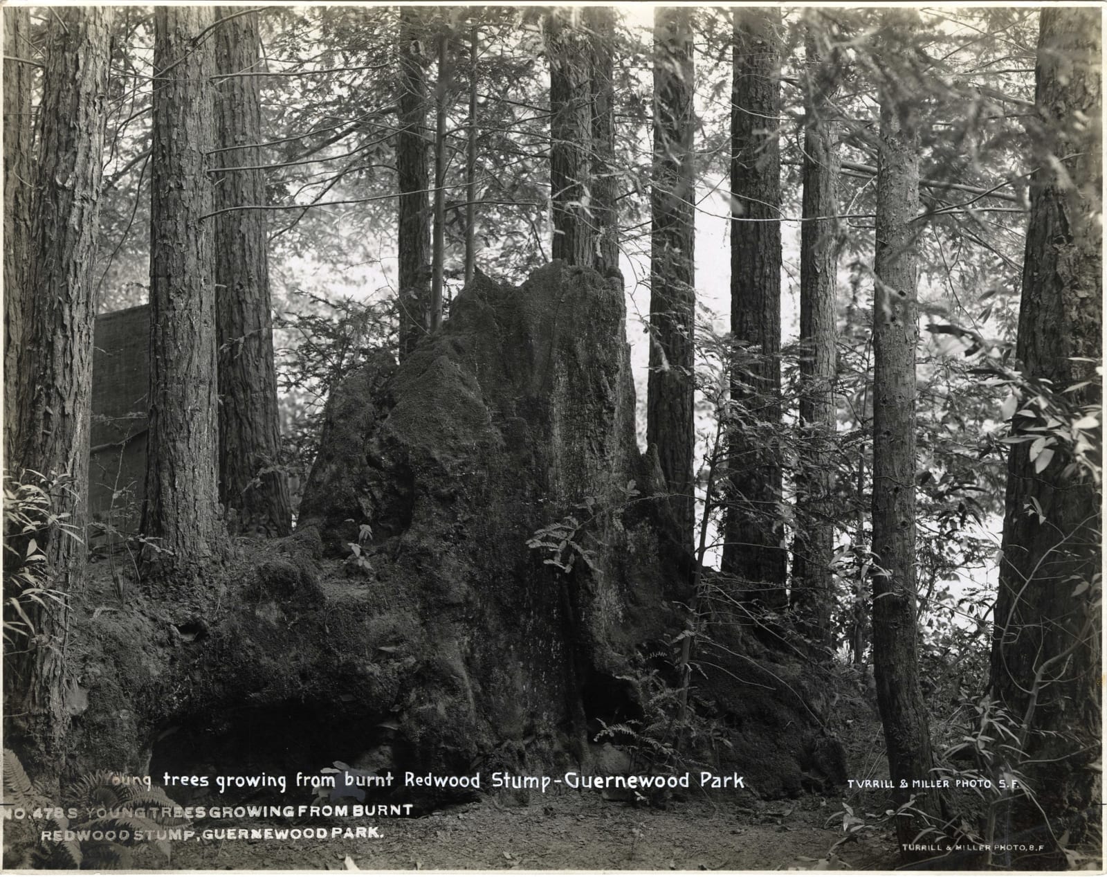 Turrill & Miller, Early 20th-Century Views of Medocino and Sonoma Counties, 1900s