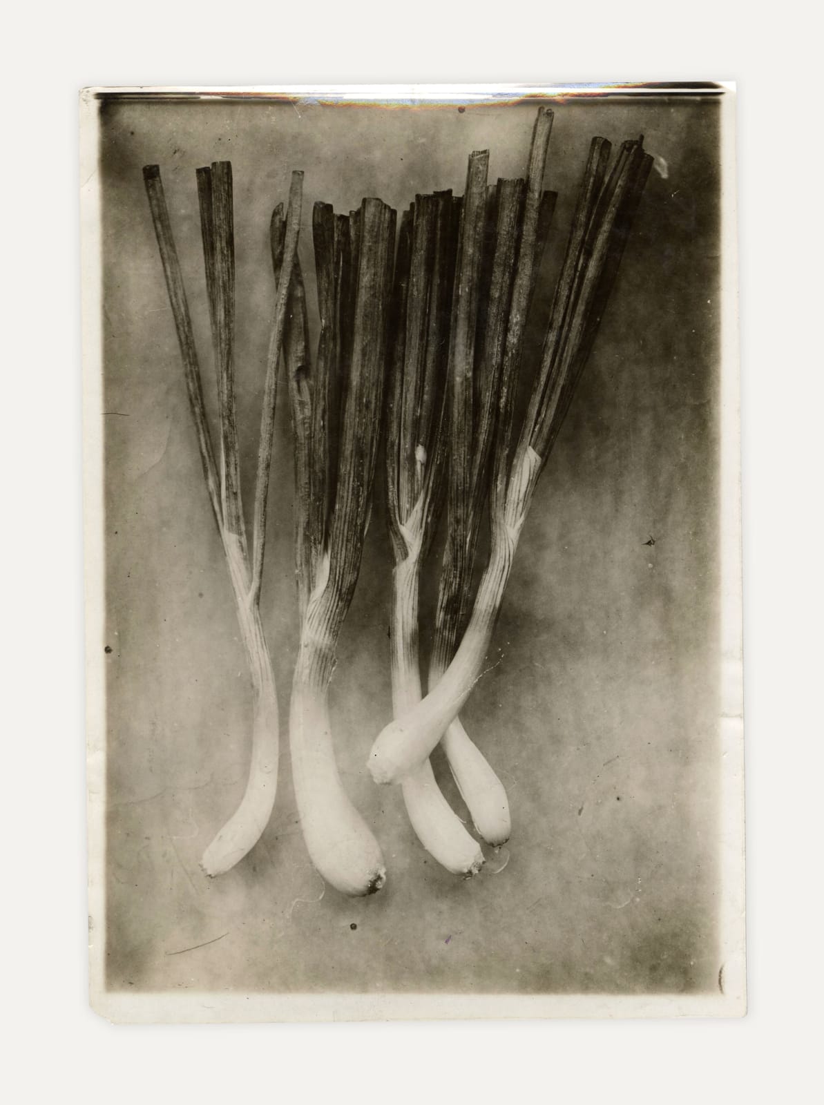 Unknown, Still Life of Spring Onions, 1910s