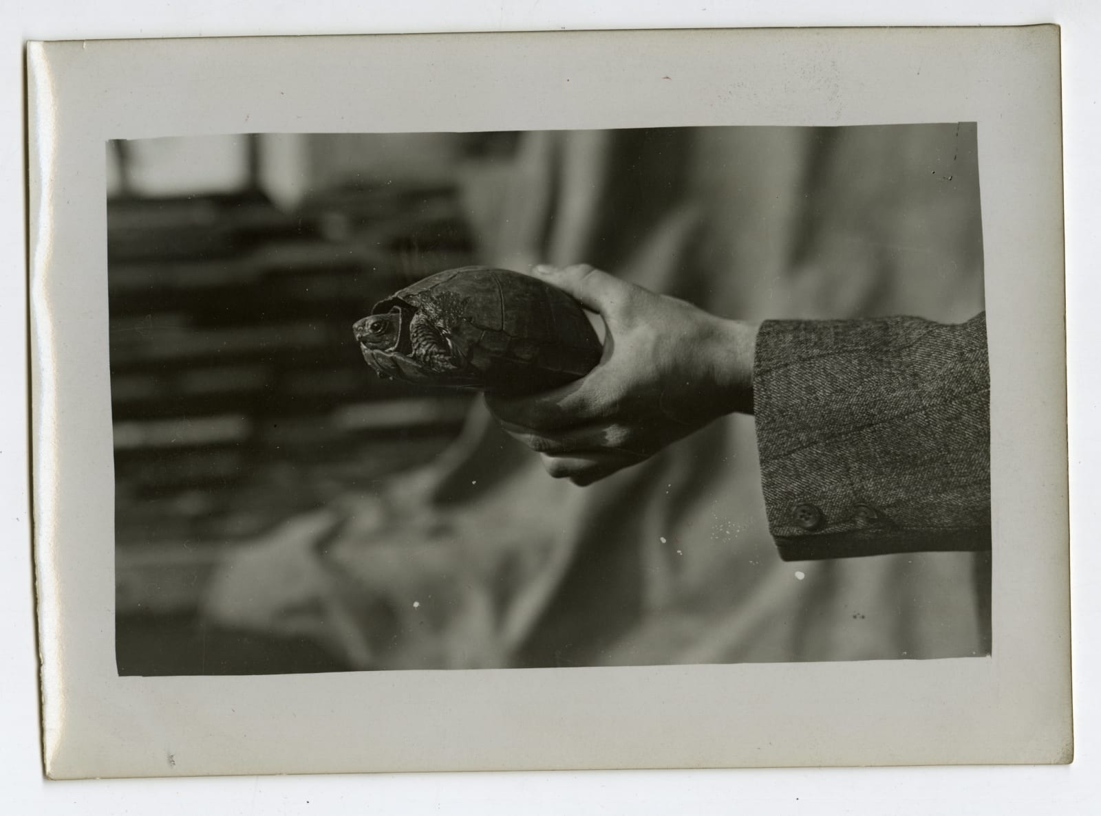 Henry Hill, Photos Demonstrating "Some Ways For Strange Animals", 1909