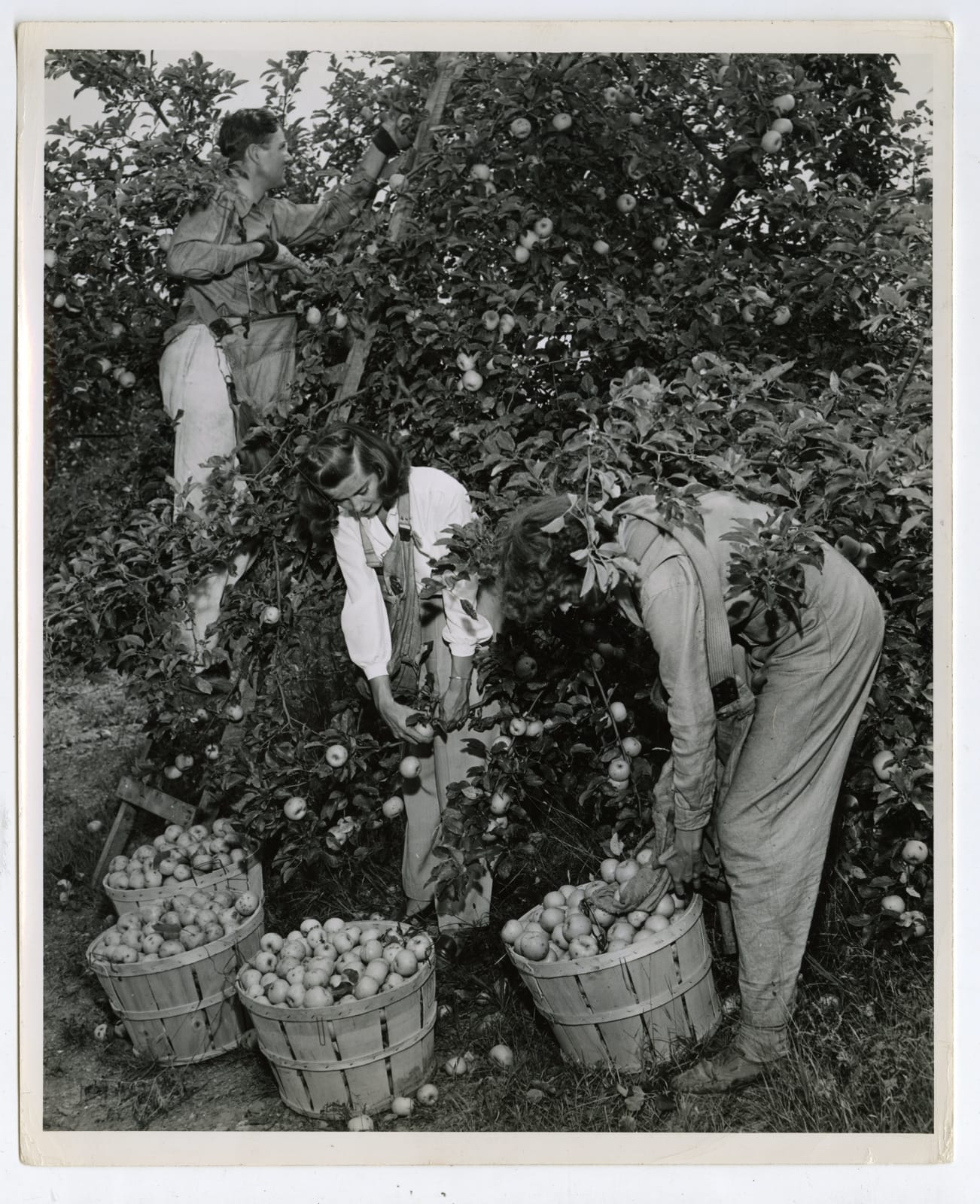Various Photographers, Large Group of Photos Showing Home Farming as Part of the "Victory Gardens" War Effort, 1943-44