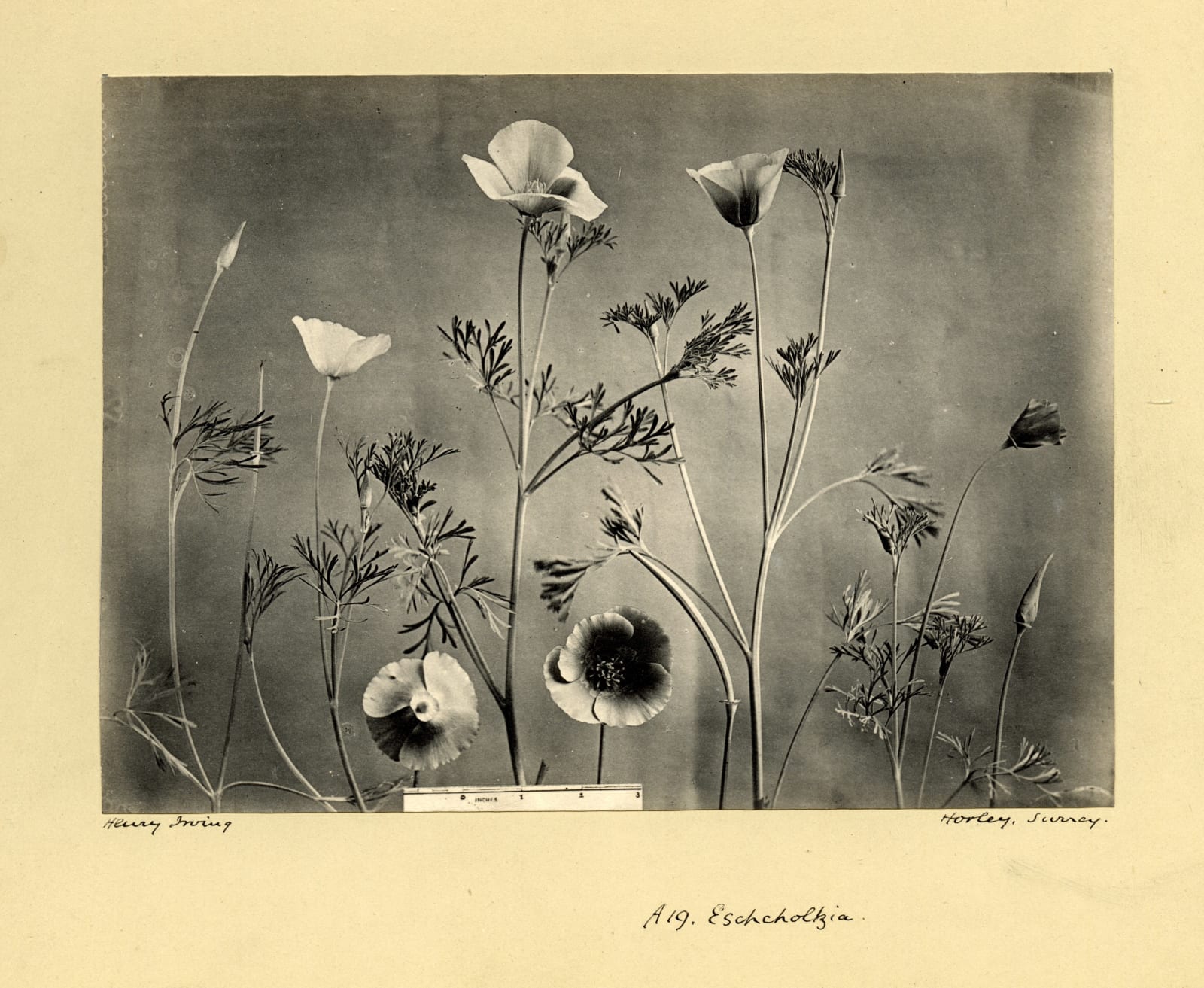 Henry Irving, Eschscholzia, c. 1900-10