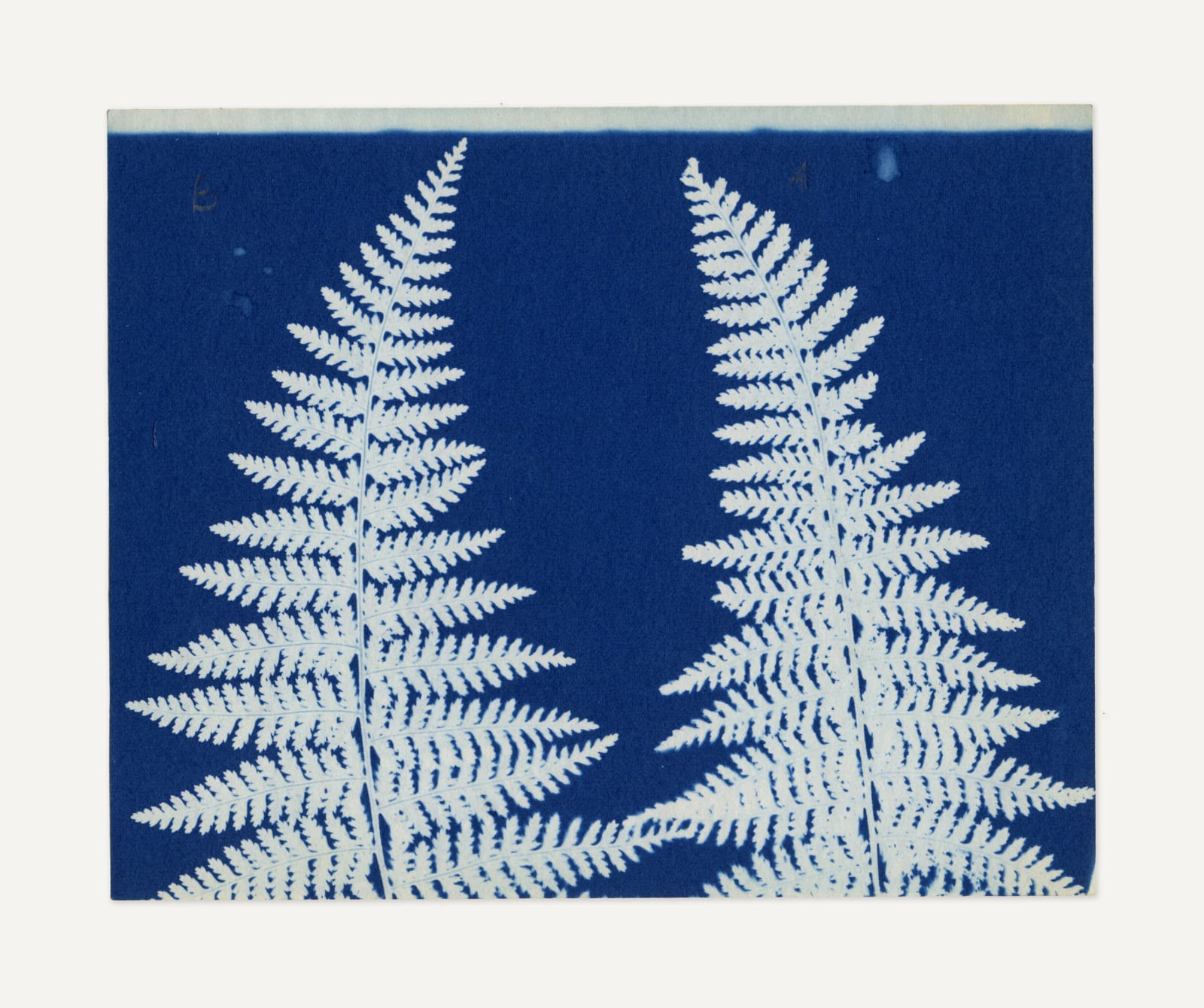 Anonymous, Hay-scented Fern, 1903