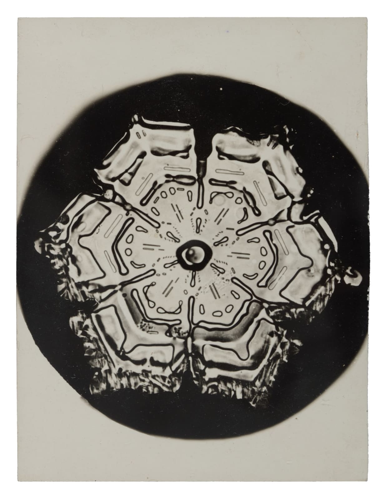 Wilson A. Bentley, Snow Crystal (January 23rd), c. 1900-1910