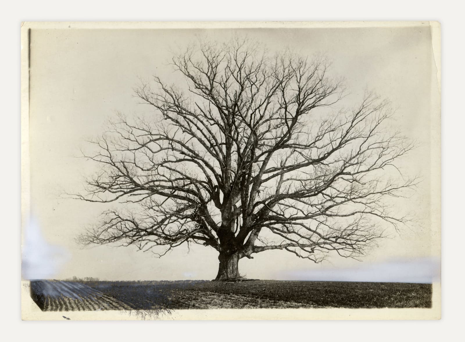 Unknown, Oak Tree, "Naked Strength", 1920s