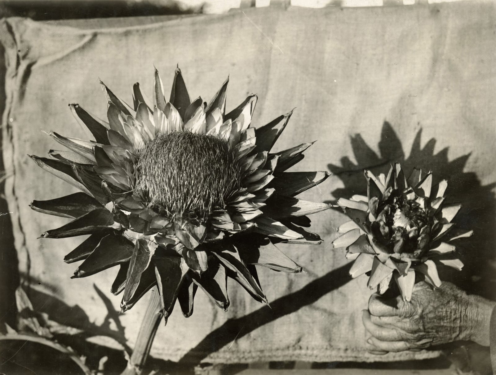 [Luther Burbank], Substantial Photographic Archive Documenting the Work of the Famed Botanist and Agricultural Scientist, 1910s-20s