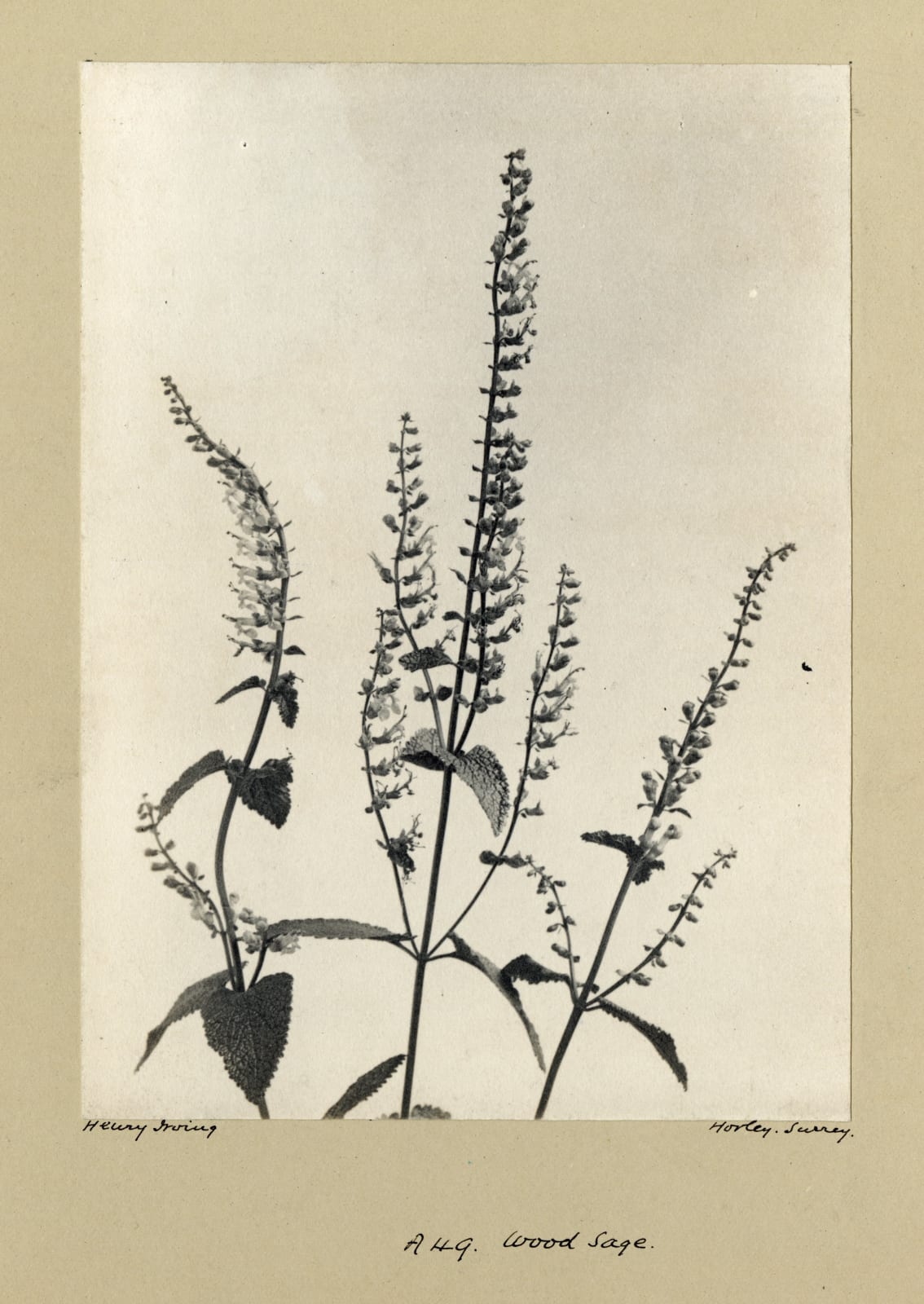 Henry Irving, Wood Sage, c. 1900-10