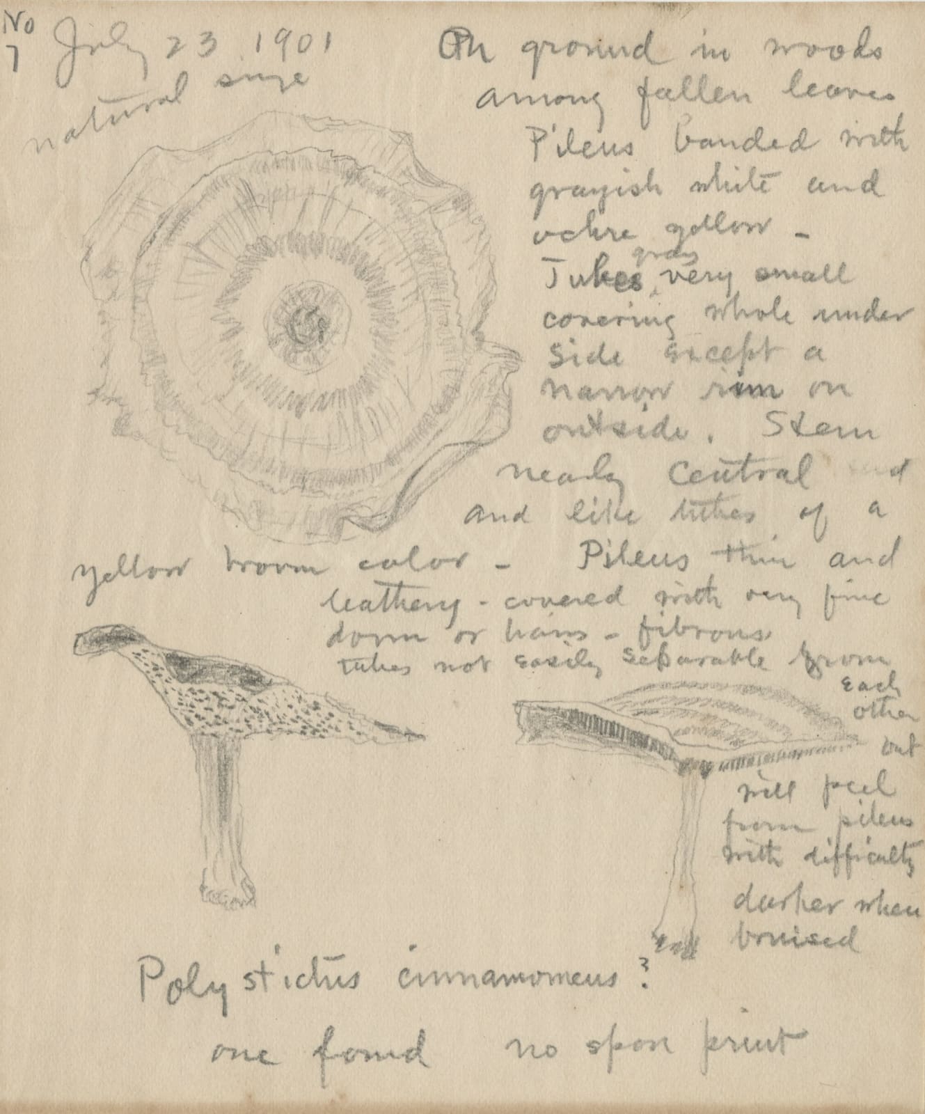 Frederick Odell Conant, Collection of Sketches by an Amateur Mycologist in Maine, 1901