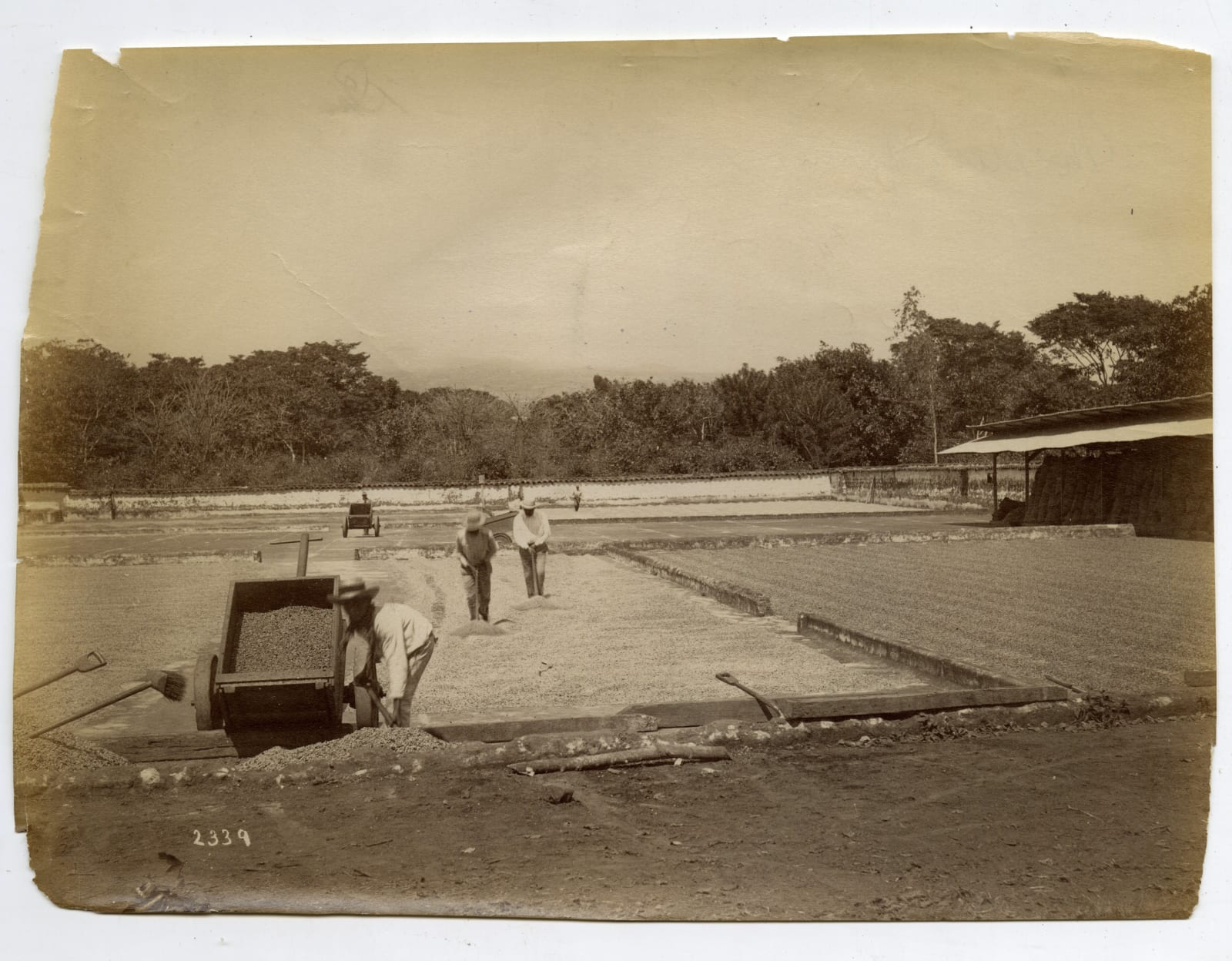 Paynter Bros. (attributed), Eight Views of Coffee Production in Costa Rica in the 19th-Century, 1890s