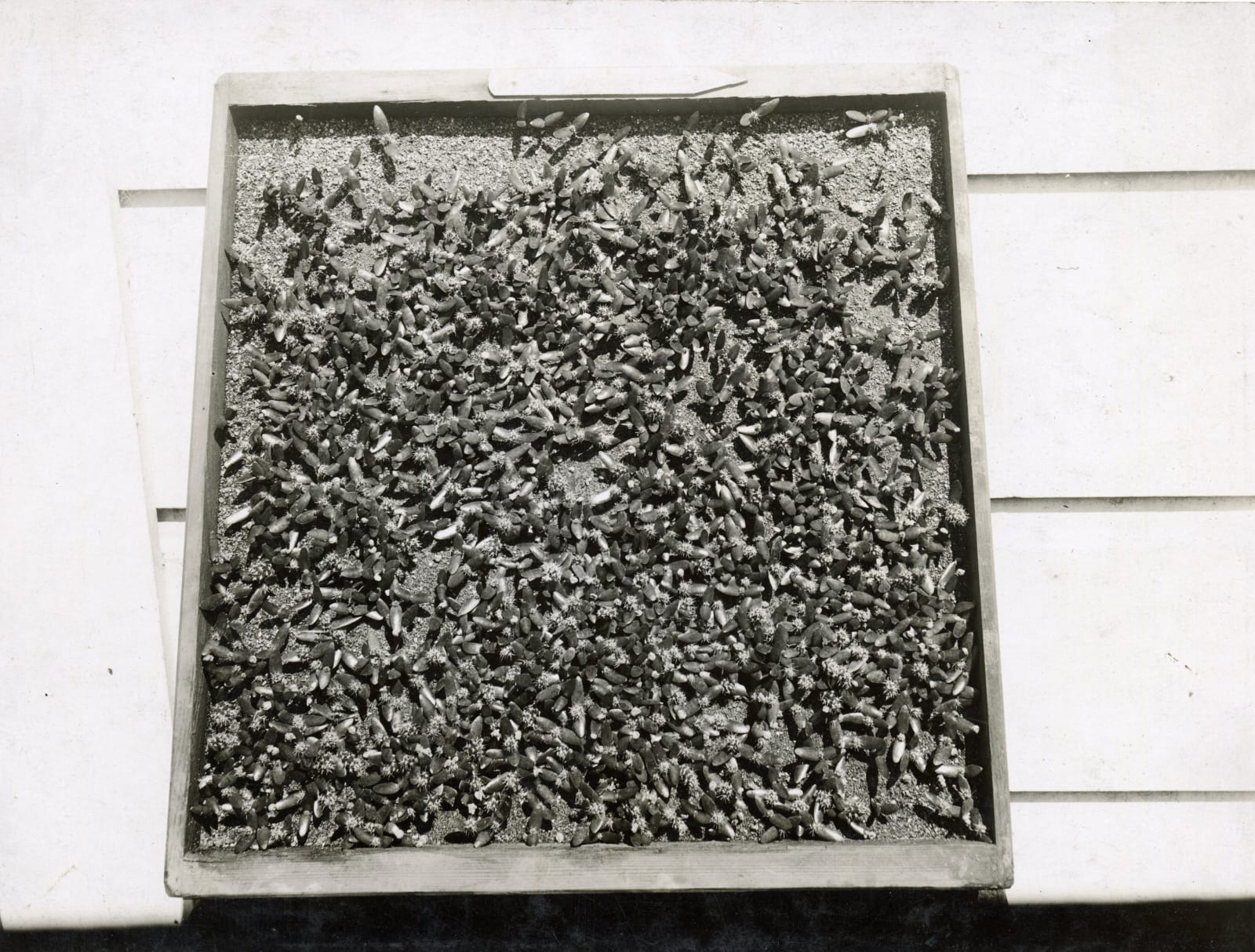 [Luther Burbank], Substantial Photographic Archive Documenting the Work of the Famed Botanist and Agricultural Scientist, 1910s-20s