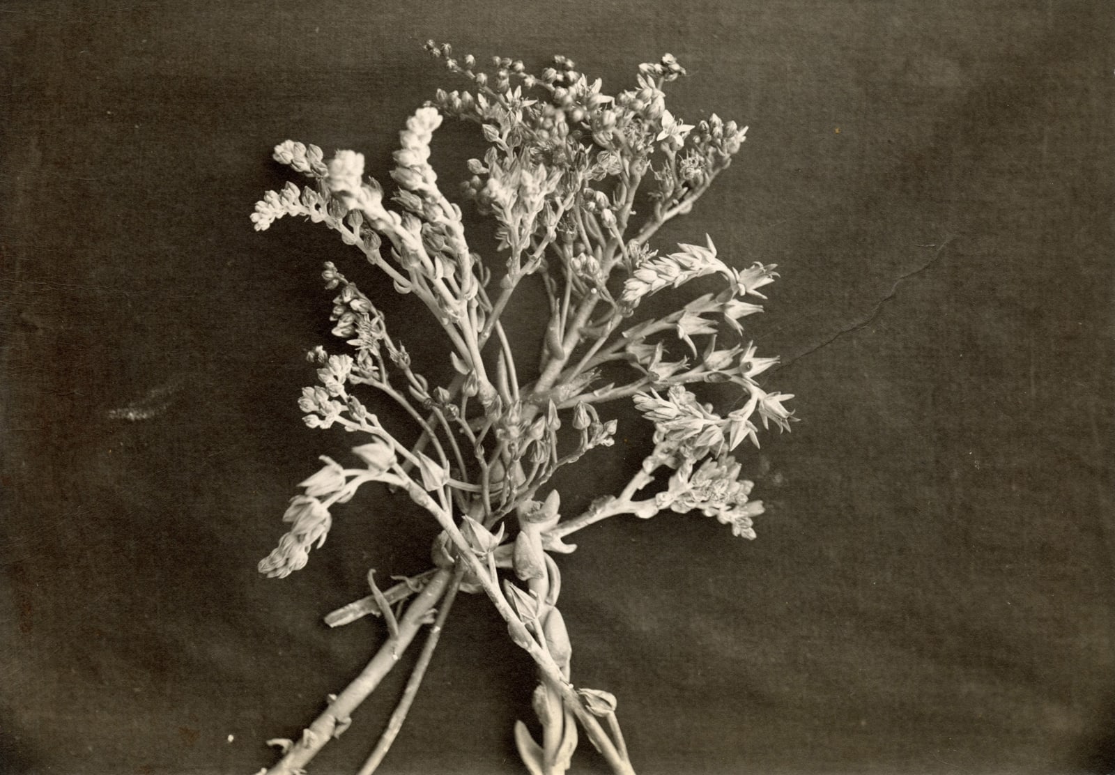 [Luther Burbank], Substantial Photographic Archive Documenting the Work of the Famed Botanist and Agricultural Scientist, 1910s-20s