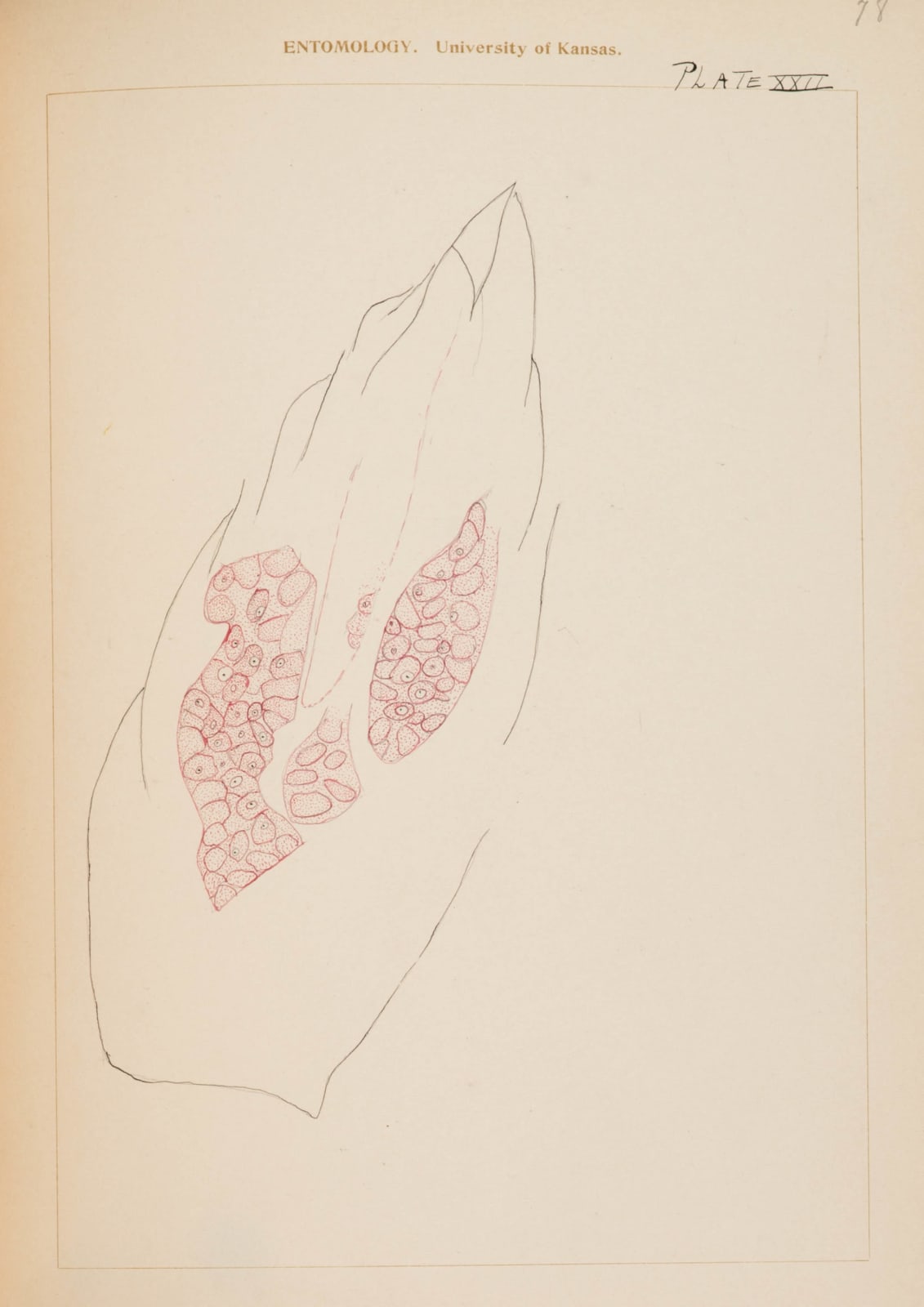 [Entomology], Student's laboratory book including microphotographs and delicate studies in colored ink of specimens under the microscope., 1907-08