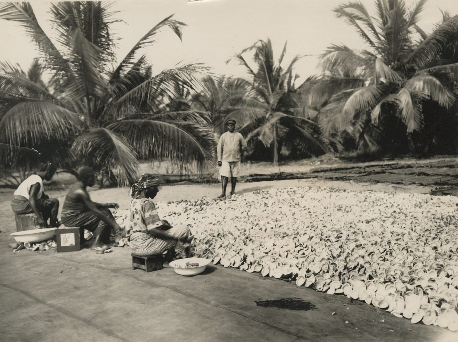 [Cacao Harvesting], Collection of Photos Showing Cultivation in Côte d'Ivoire, 1920s