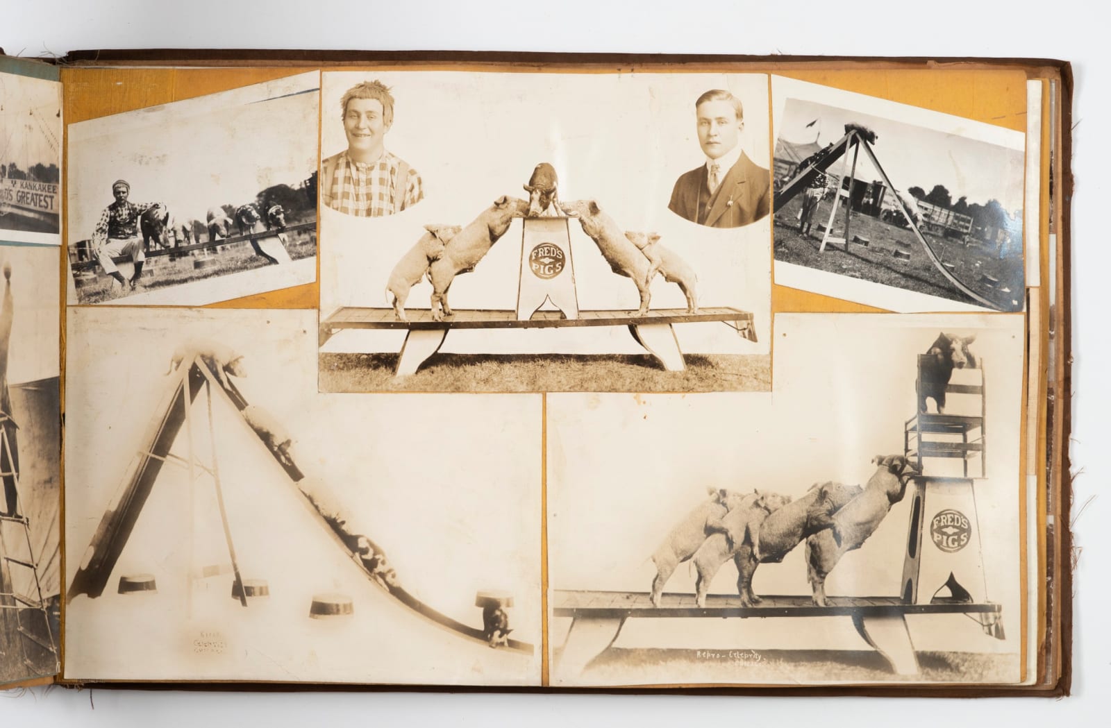 [Fred's Classical Pigs], Wild and Wonderful Album Documenting Fred Fred Kerslake and His Porcine Performers, 1900s-20s