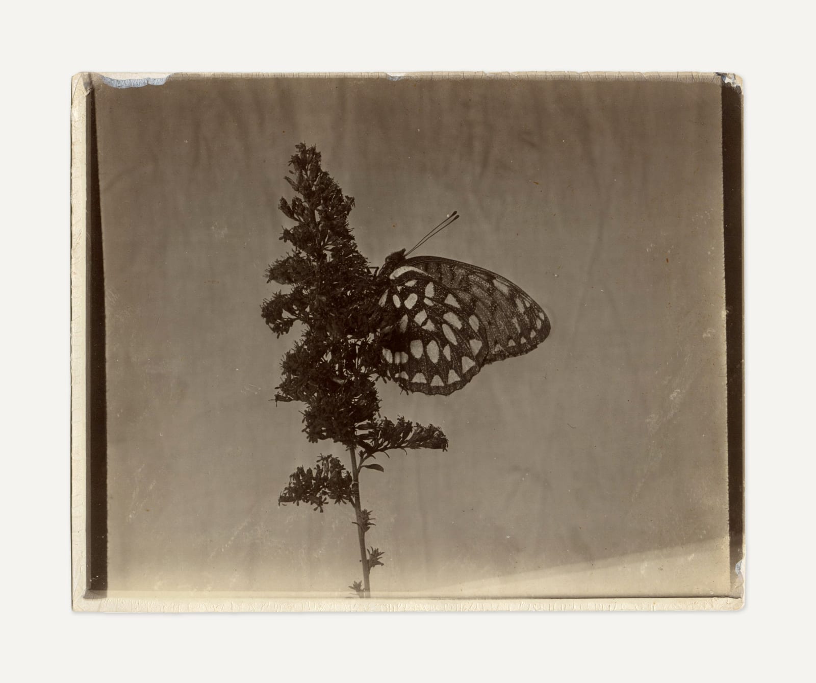Beecher S. Bowdish, Entomological Study of a Butterfly, 1900s