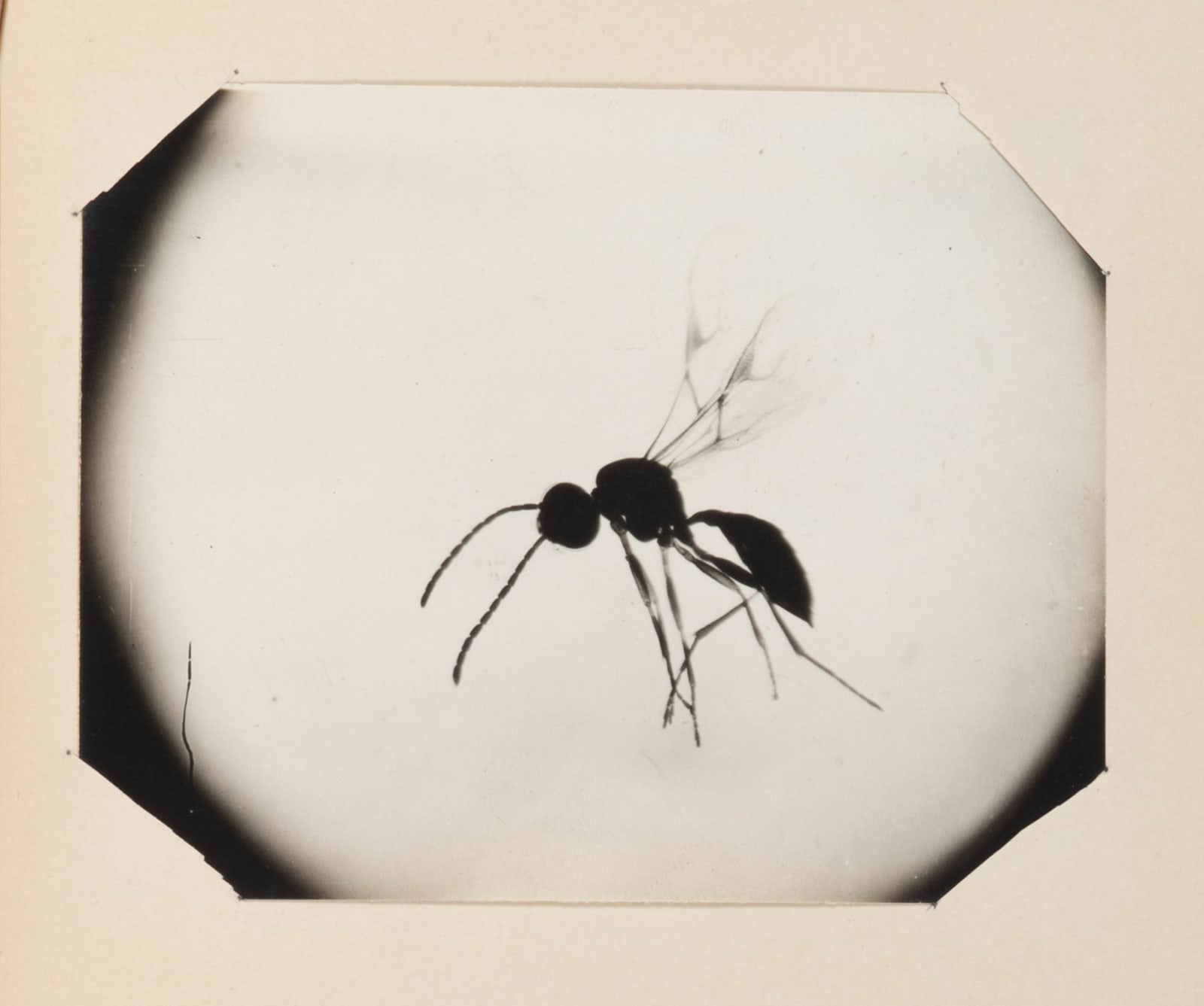 [Entomology], Student's laboratory book including microphotographs and delicate studies in colored ink of specimens under the microscope., 1907-08