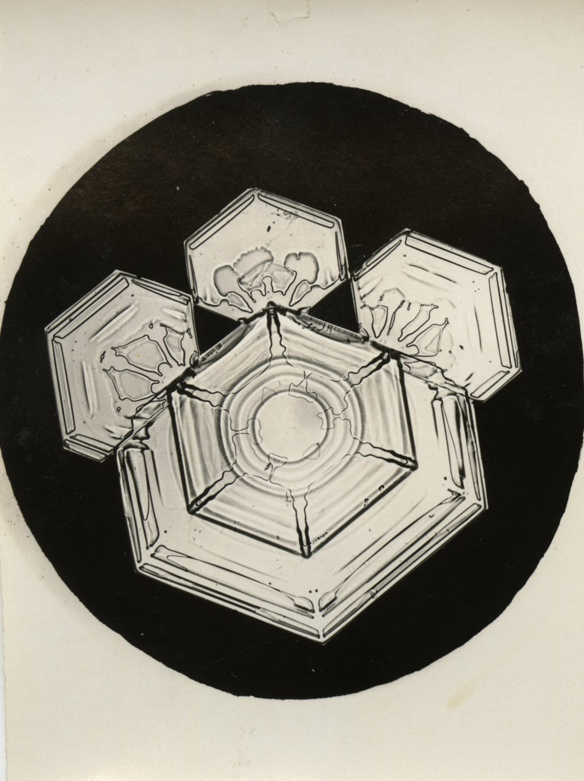 Wilson A. Bentley, Snow Crystal, c. 1900-1910