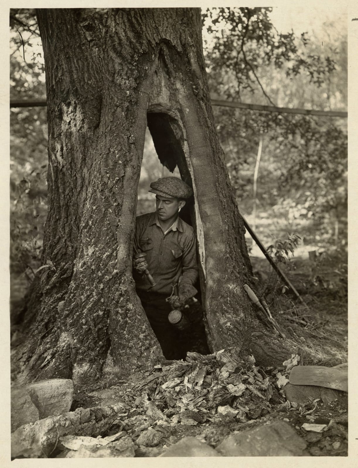 Broan & Dawson, Tree Surgeon at Work in the Hollow of a Rotted Trunk, 1910s