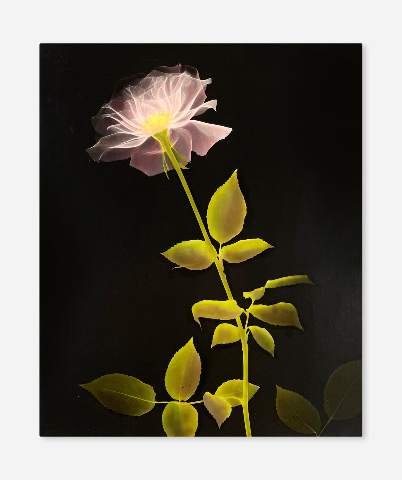 Sister Mary Alice McFarland, X-Ray Flower, 1940s