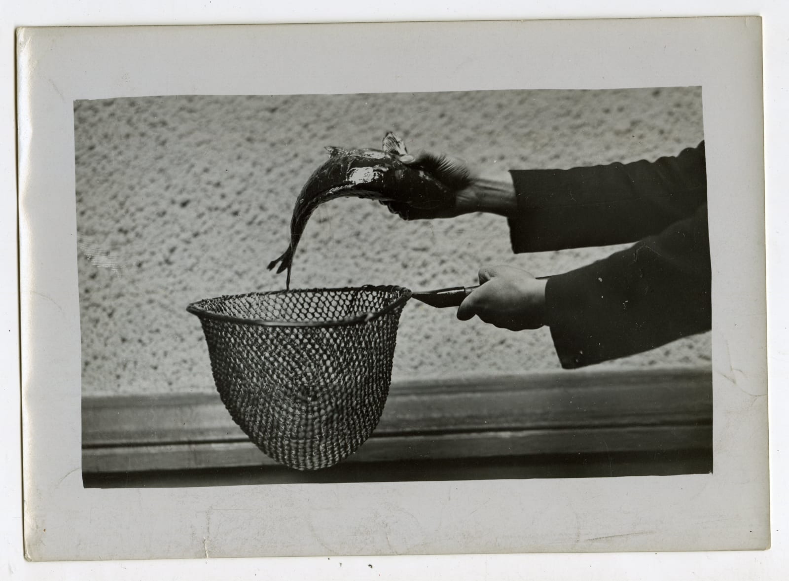 Henry Hill, Photos Demonstrating "Some Ways For Strange Animals", 1909