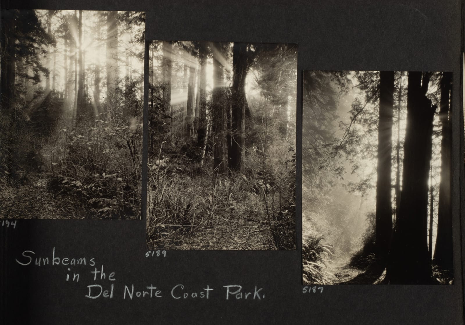 Russell W. Angel, Photographer's Archive of the Redwoods, 1920s-40s