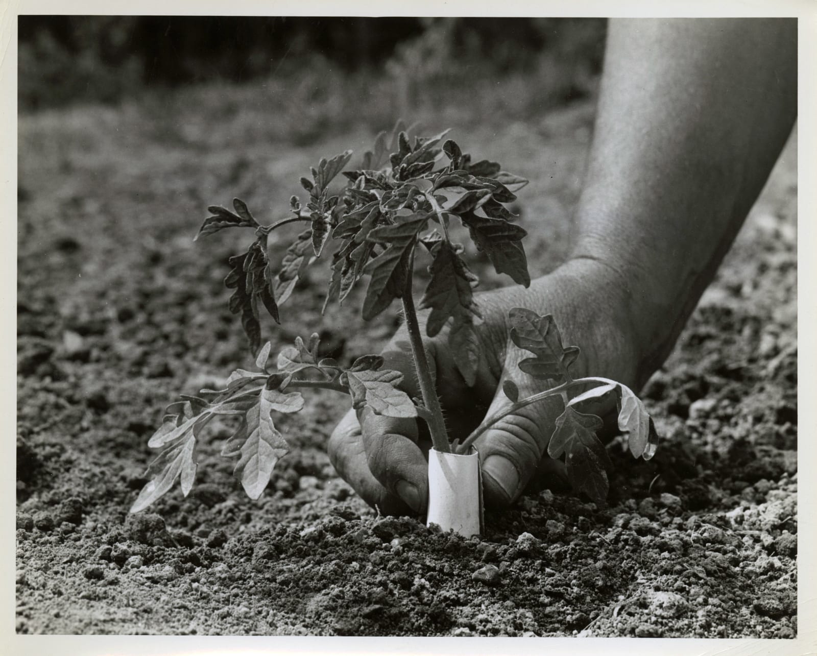 Various Photographers, Large Group of Photos Showing Home Farming as Part of the "Victory Gardens" War Effort, 1943-44