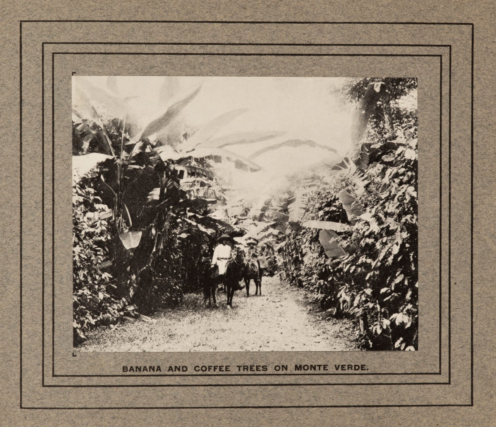 [Continental Commercial Company], Early 20th-Century Promotional Booklet for a Plantation in Monte Verde, Mexico, 1900s