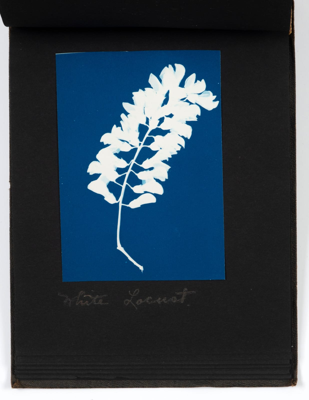 Francis M. Fischer, "Blue Prints in Nature," a Lushly-Printed Homemade Album of Botanical Cyanotypes, 1916