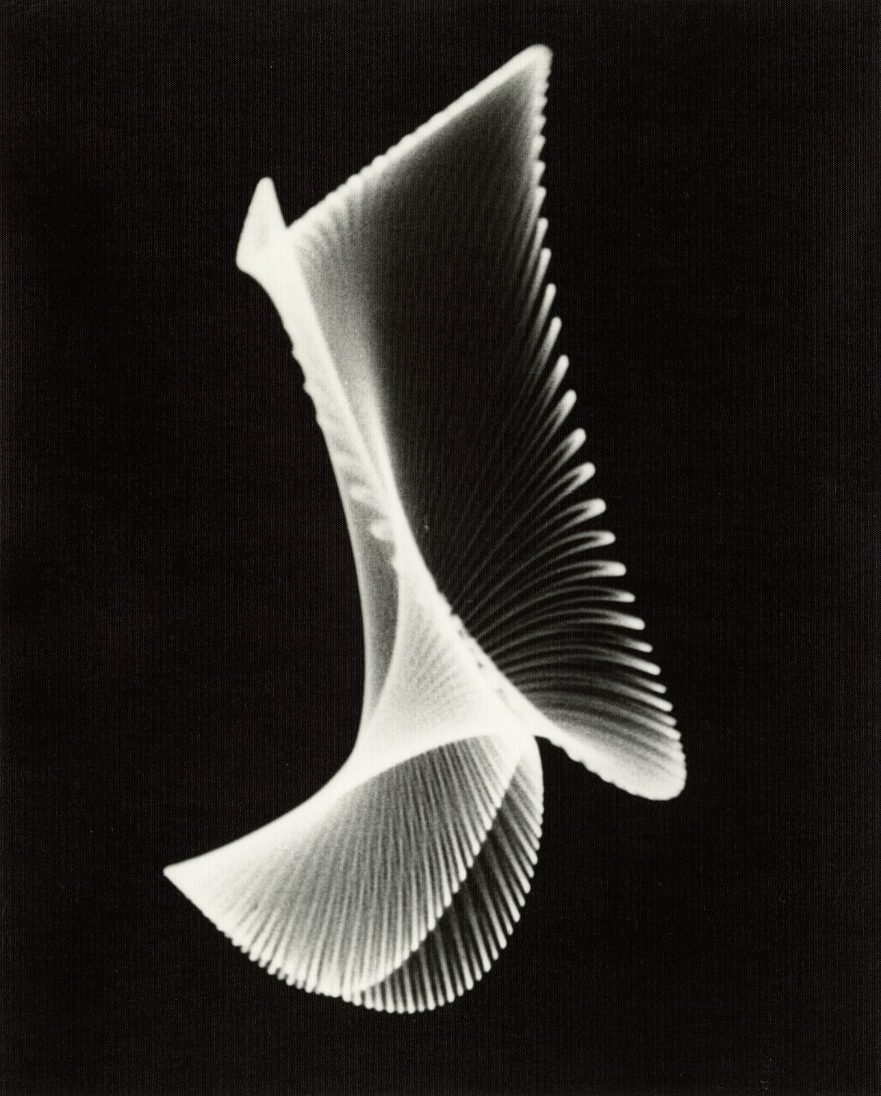 Ben Laposky, Oscillon 16, 1953