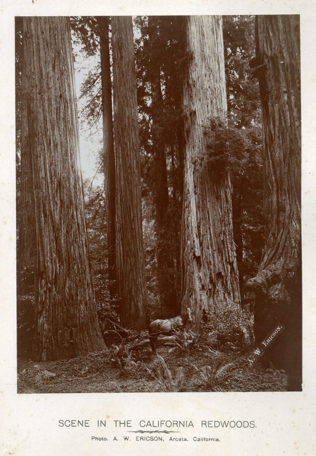 A. W. Ericson; Ericson & Bros, Early, Large-Format Views of the Lumber Industry In and Around Arcata, CA, 1880s