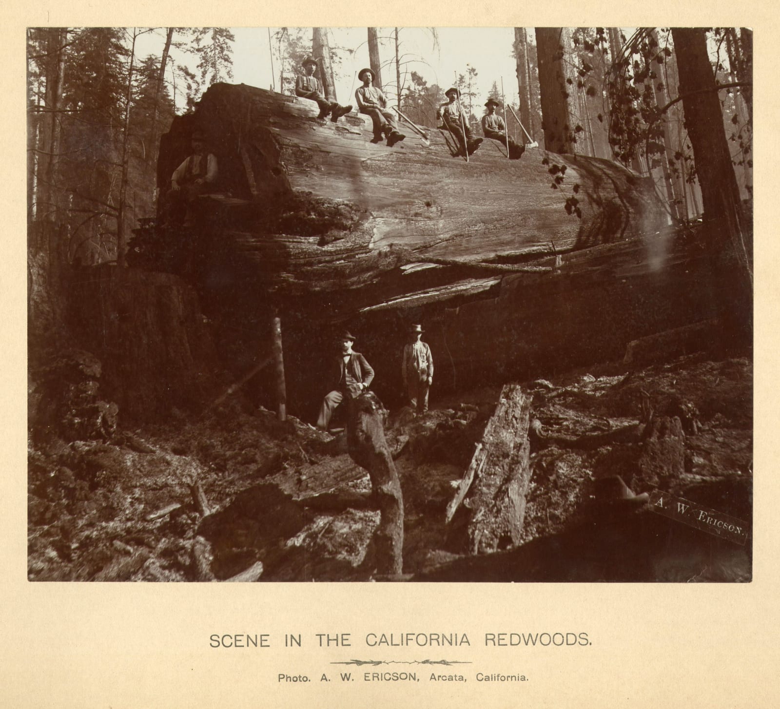 A. W. Ericson; Ericson & Bros, Early, Large-Format Views of the Lumber Industry In and Around Arcata, CA, 1880s