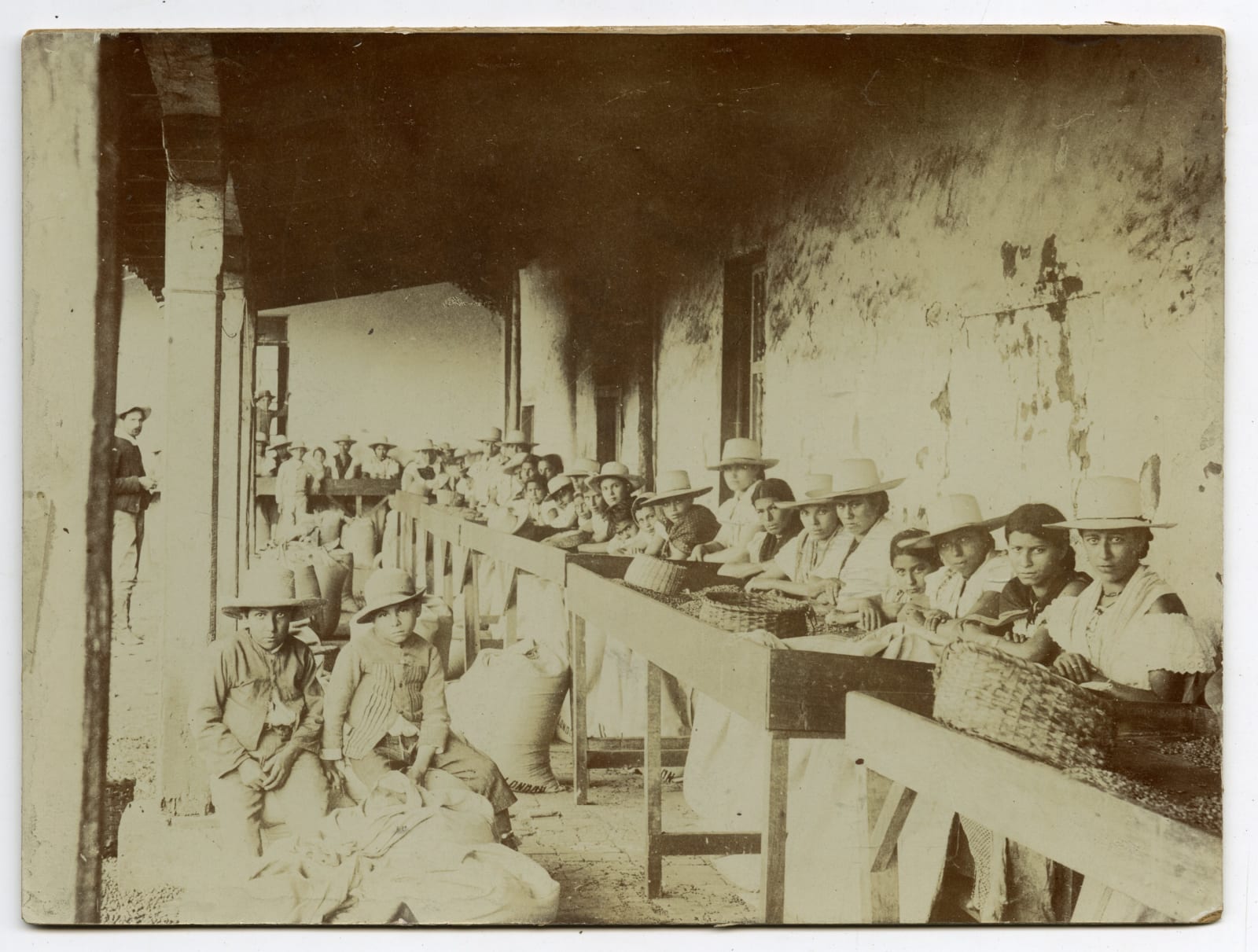 Paynter Bros. (attributed), Eight Views of Coffee Production in Costa Rica in the 19th-Century, 1890s