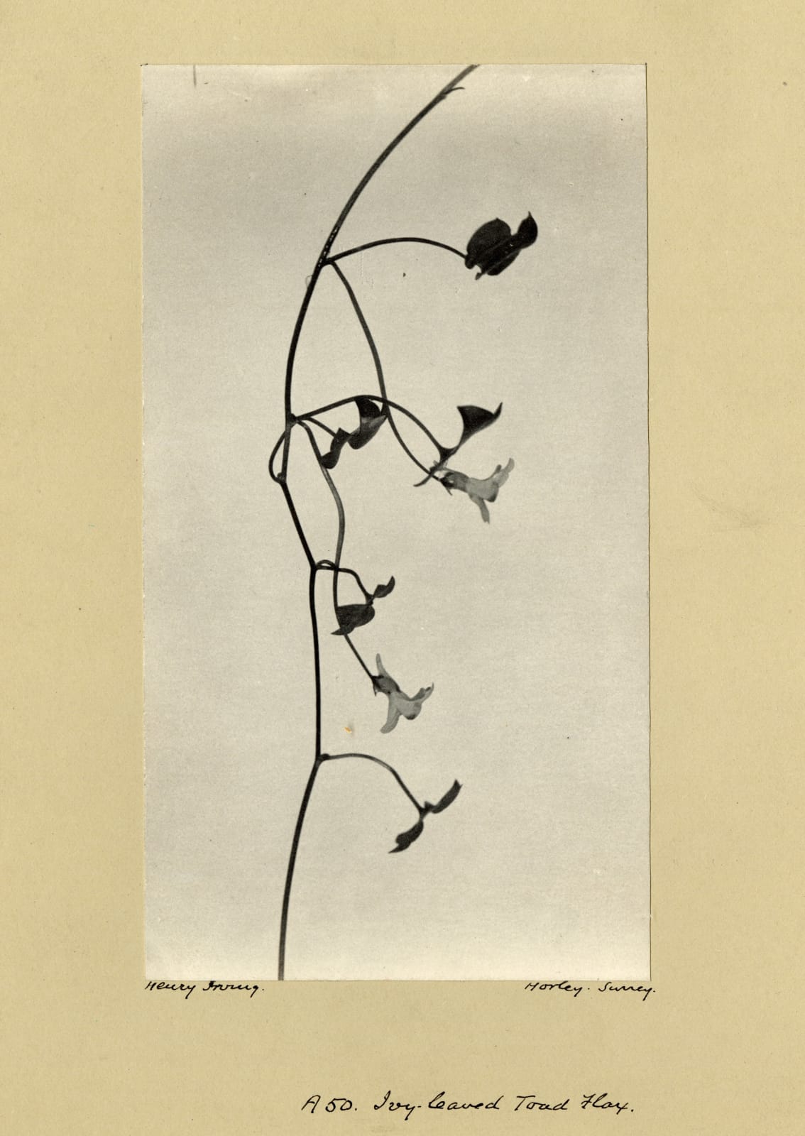 Henry Irving, Ivy-leaved Toad Flax, c. 1900-10