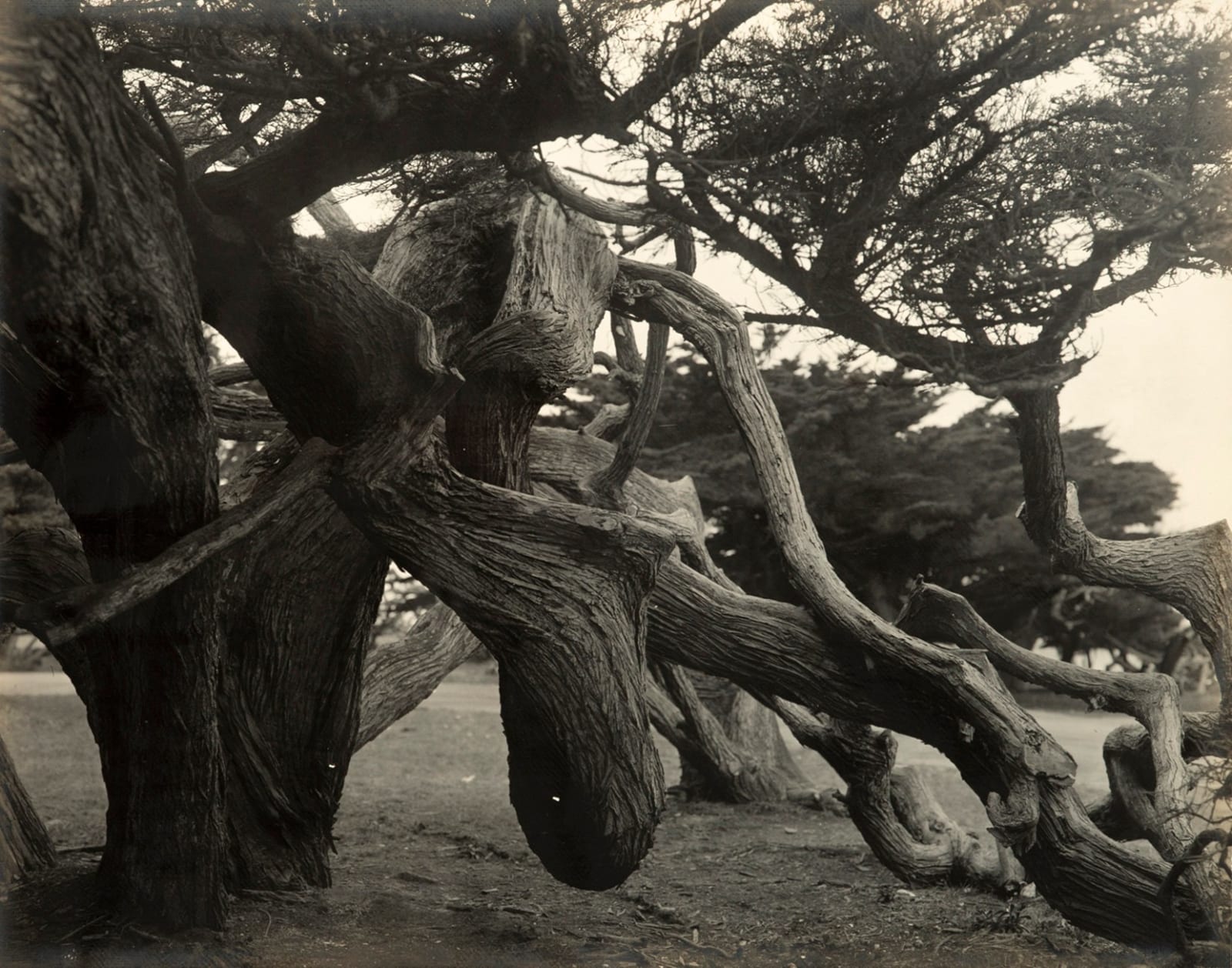 Julius P. Graham, Presentation Album with views around the "Enchanted Circle" of the Monterey Peninsula, 1930