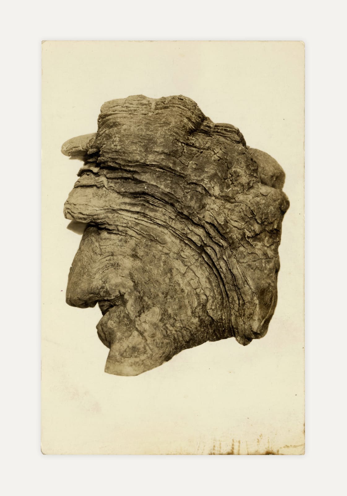 Anonymous, Study of a Head-shaped Mushroom, c. 1930