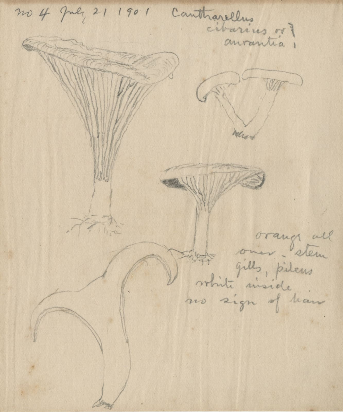 Frederick Odell Conant, Collection of Sketches by an Amateur Mycologist in Maine, 1901