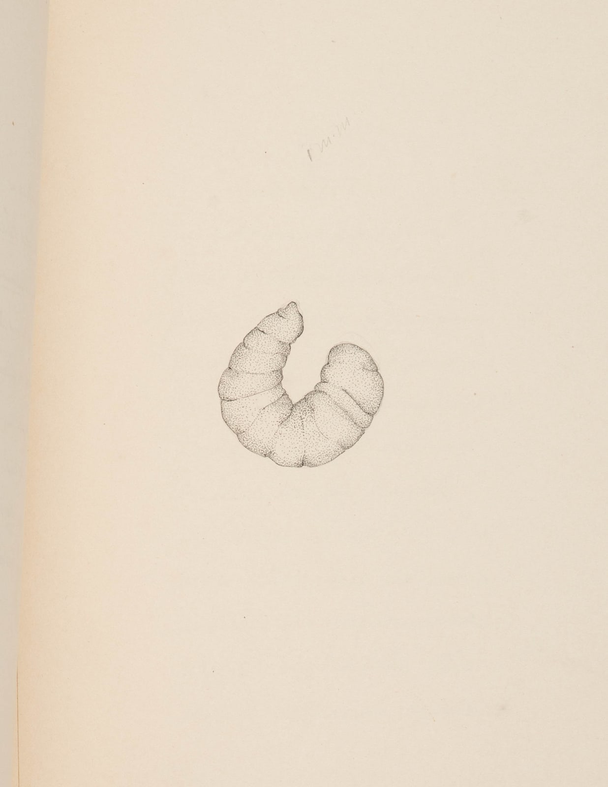 [Entomology], Student's laboratory book including microphotographs and delicate studies in colored ink of specimens under the microscope., 1907-08