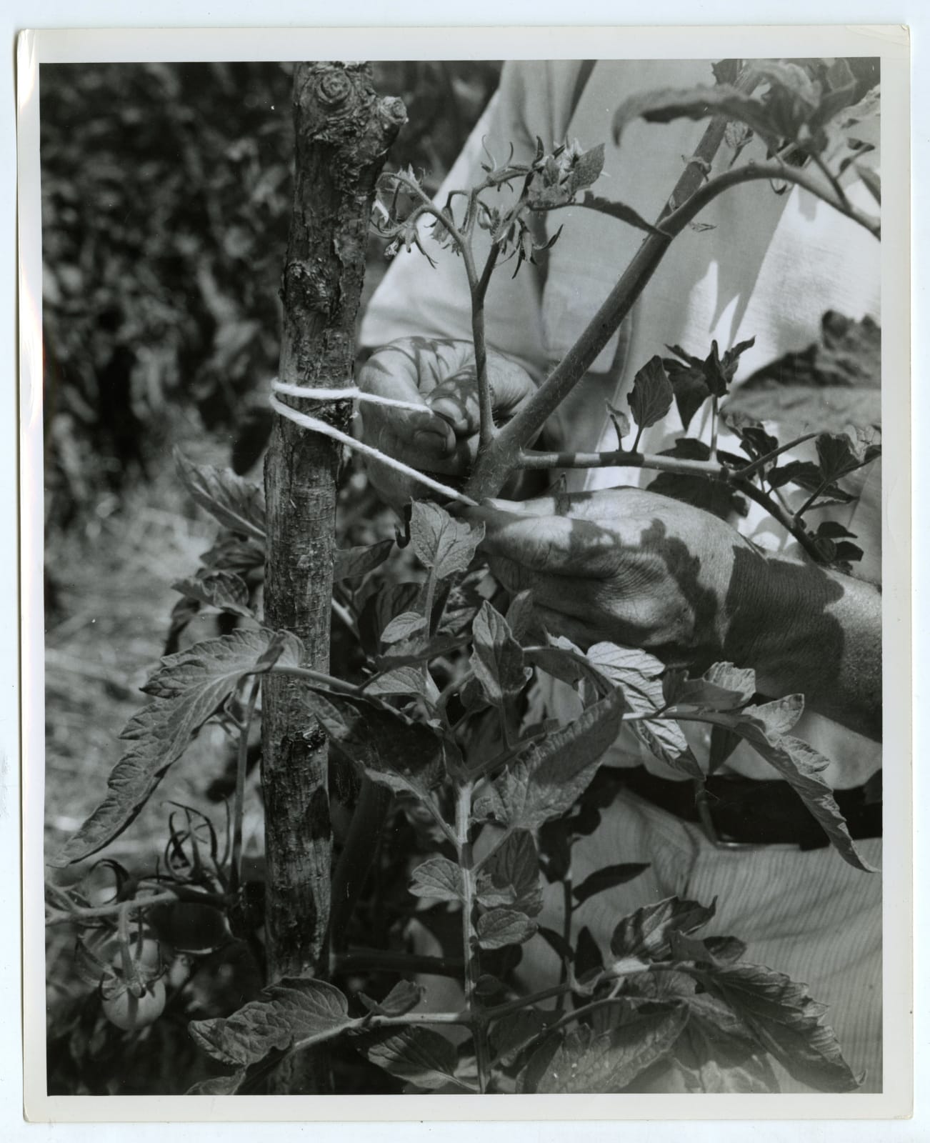 Various Photographers, Large Group of Photos Showing Home Farming as Part of the "Victory Gardens" War Effort, 1943-44