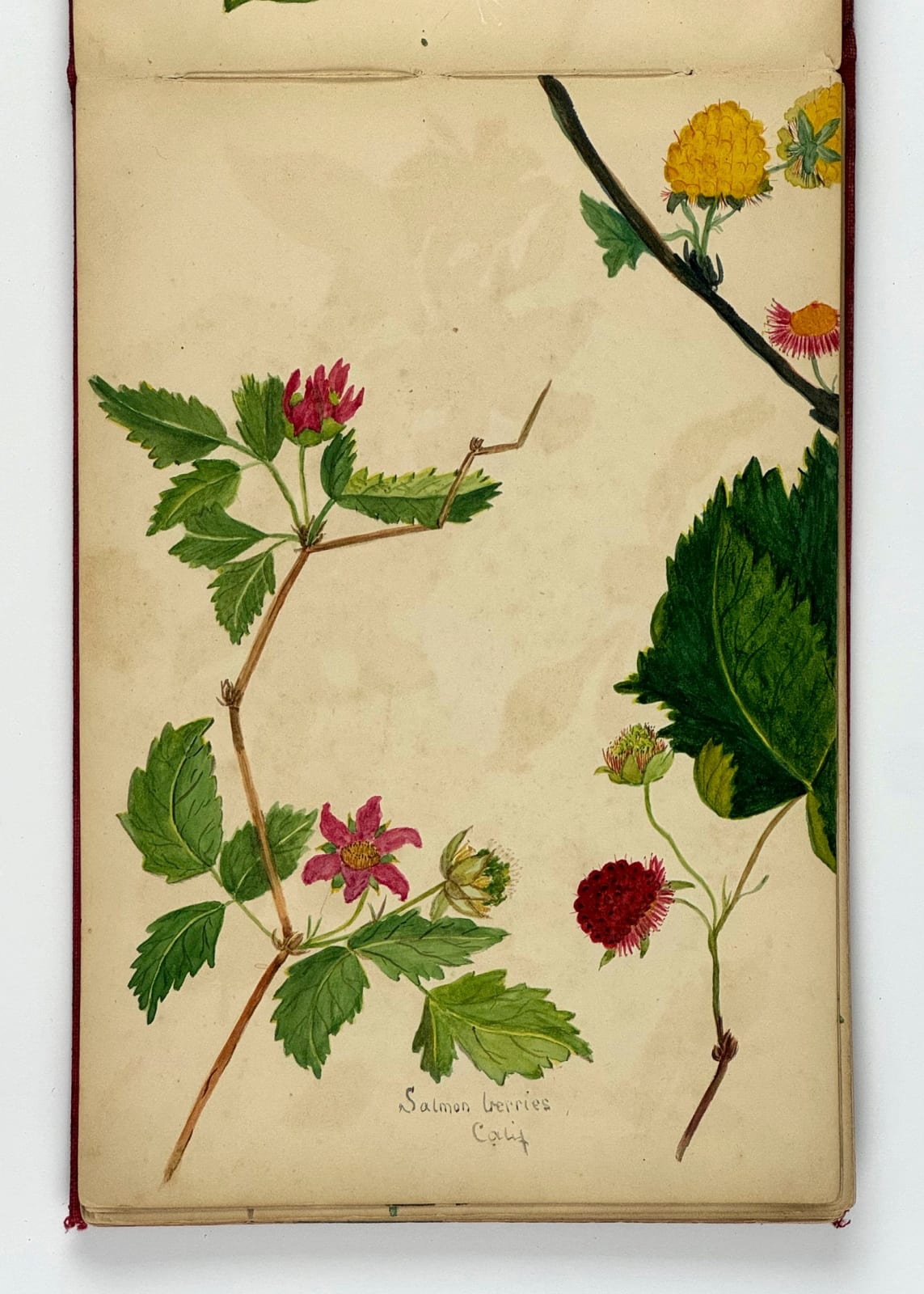 [Floral Studies], Album of Botanical Specimens from Australia, California, and England, 1900s