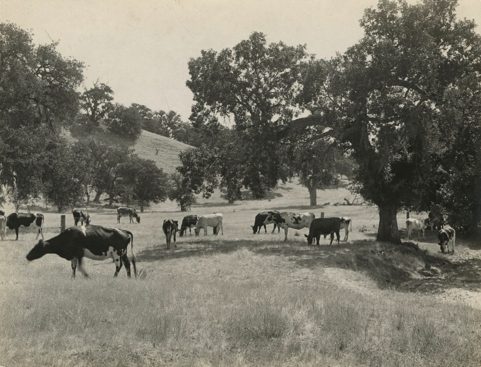 [Moon Motor Car Co.], Promotional Photos of Drivable Locations in California and Mexico, 1910s