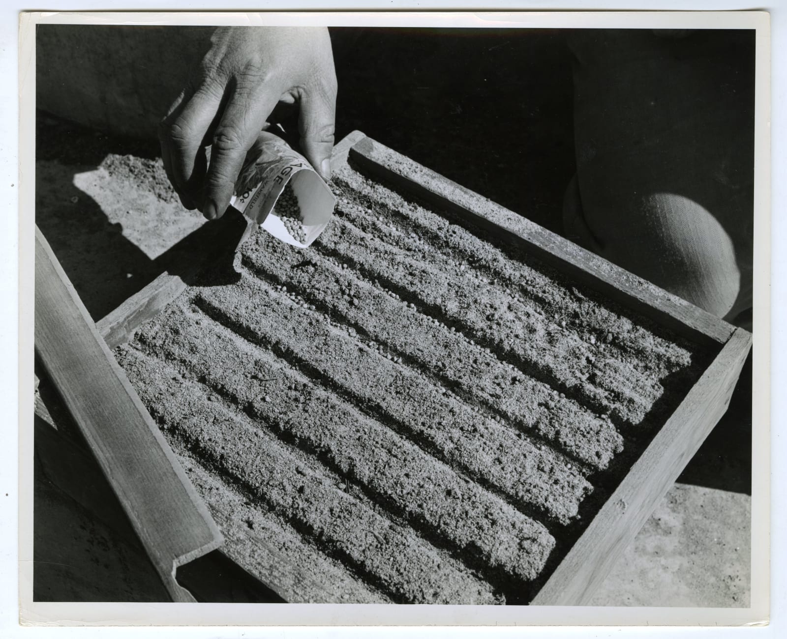 Various Photographers, Large Group of Photos Showing Home Farming as Part of the "Victory Gardens" War Effort, 1943-44