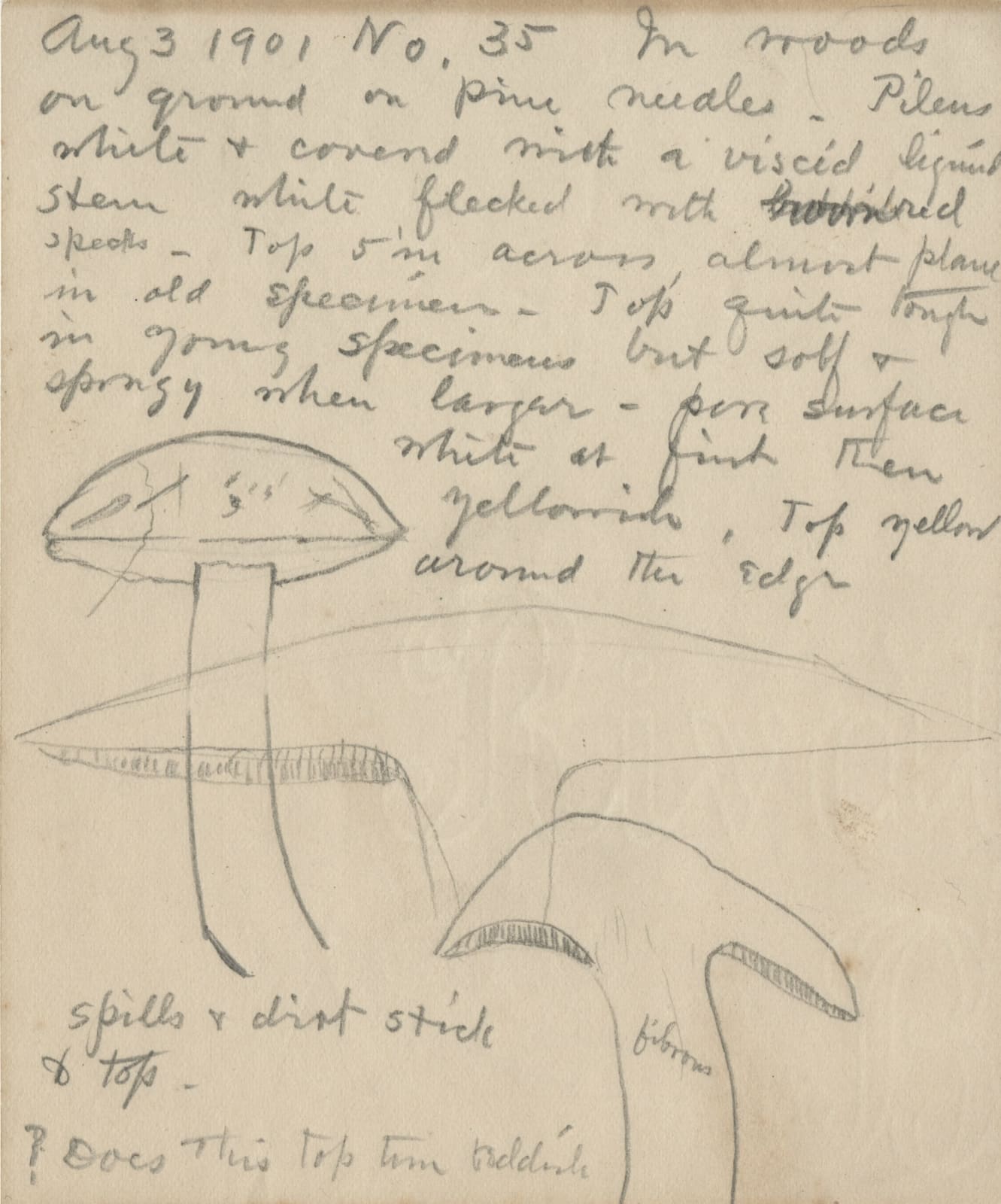 Frederick Odell Conant, Collection of Sketches by an Amateur Mycologist in Maine, 1901