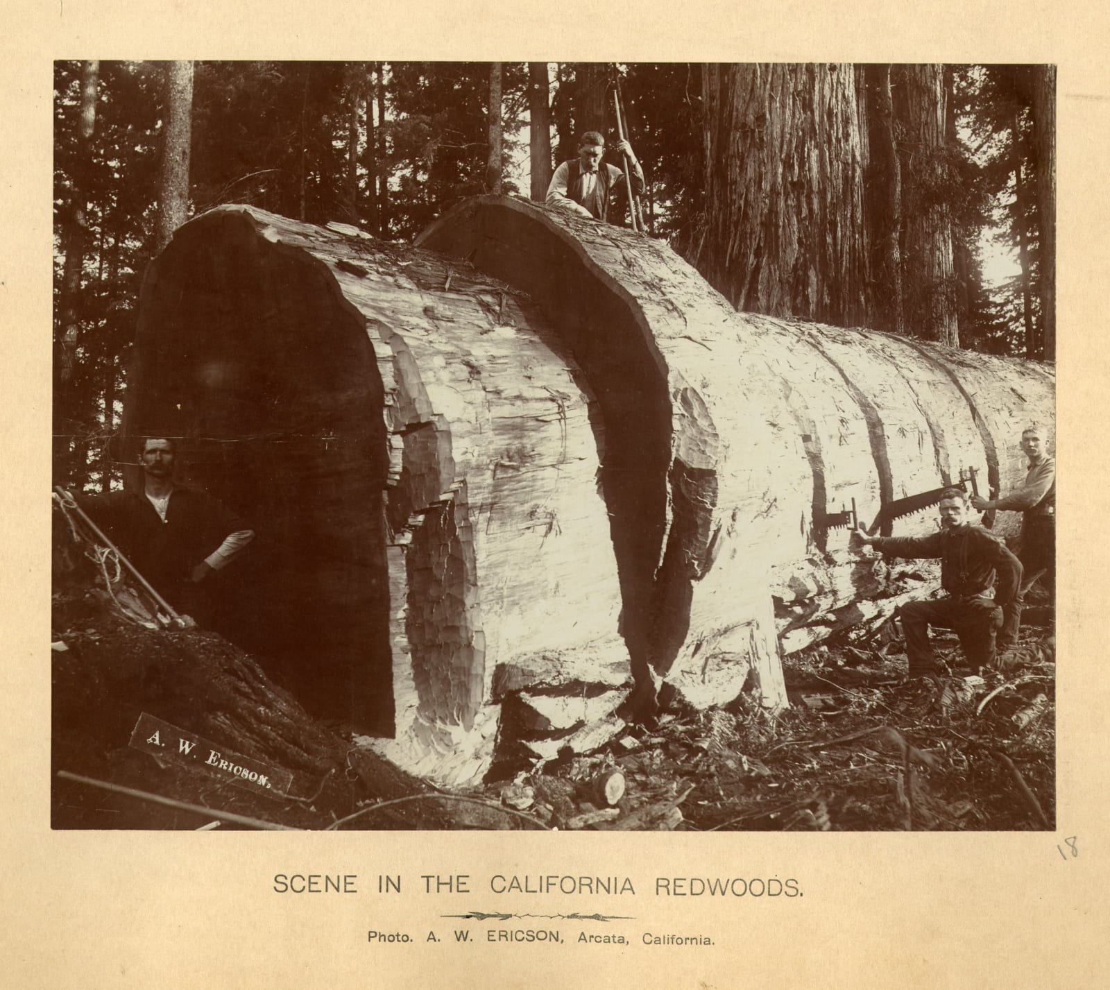 A. W. Ericson; Ericson & Bros, Early, Large-Format Views of the Lumber Industry In and Around Arcata, CA, 1880s