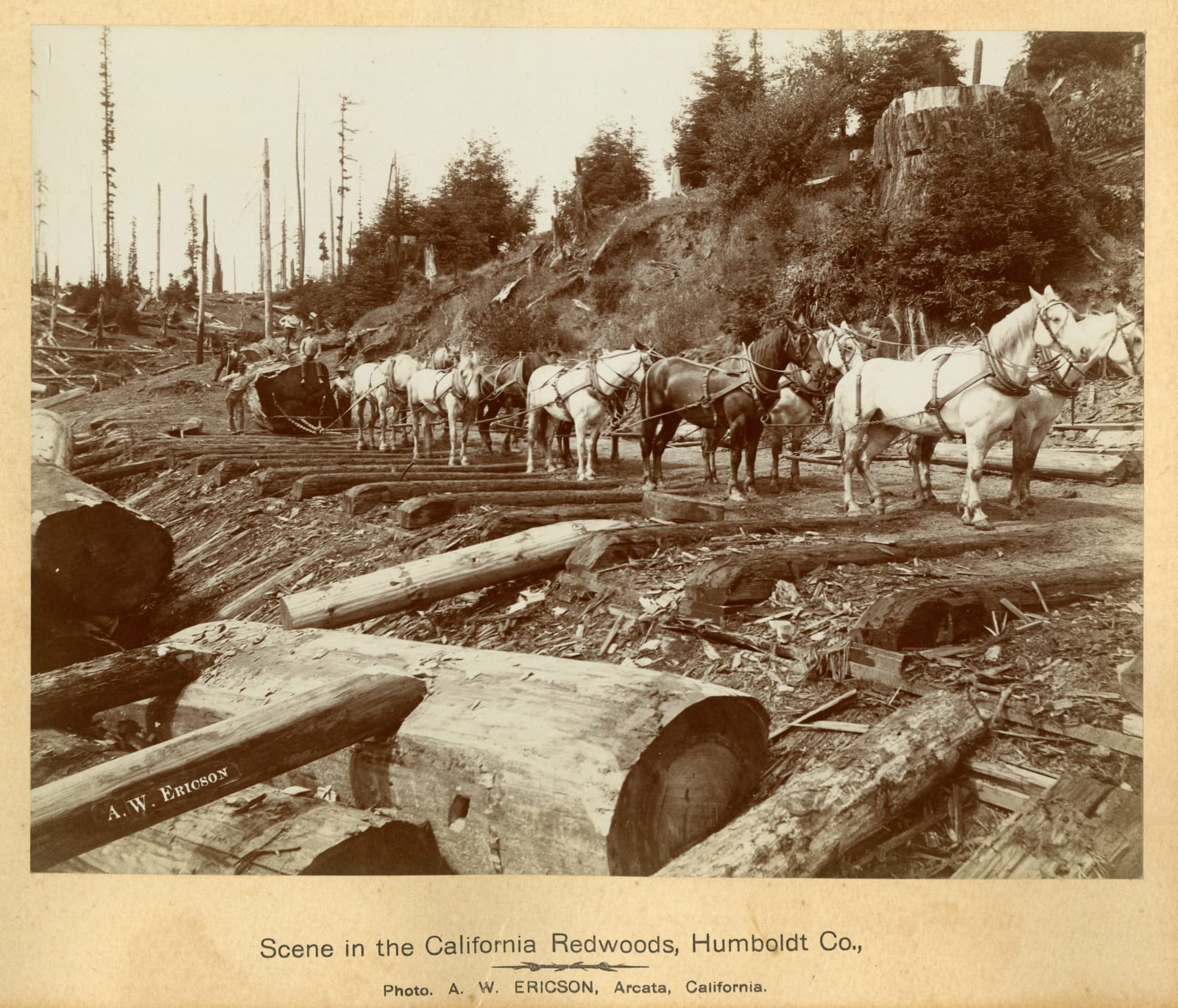 A. W. Ericson; Ericson & Bros, Early, Large-Format Views of the Lumber Industry In and Around Arcata, CA, 1880s