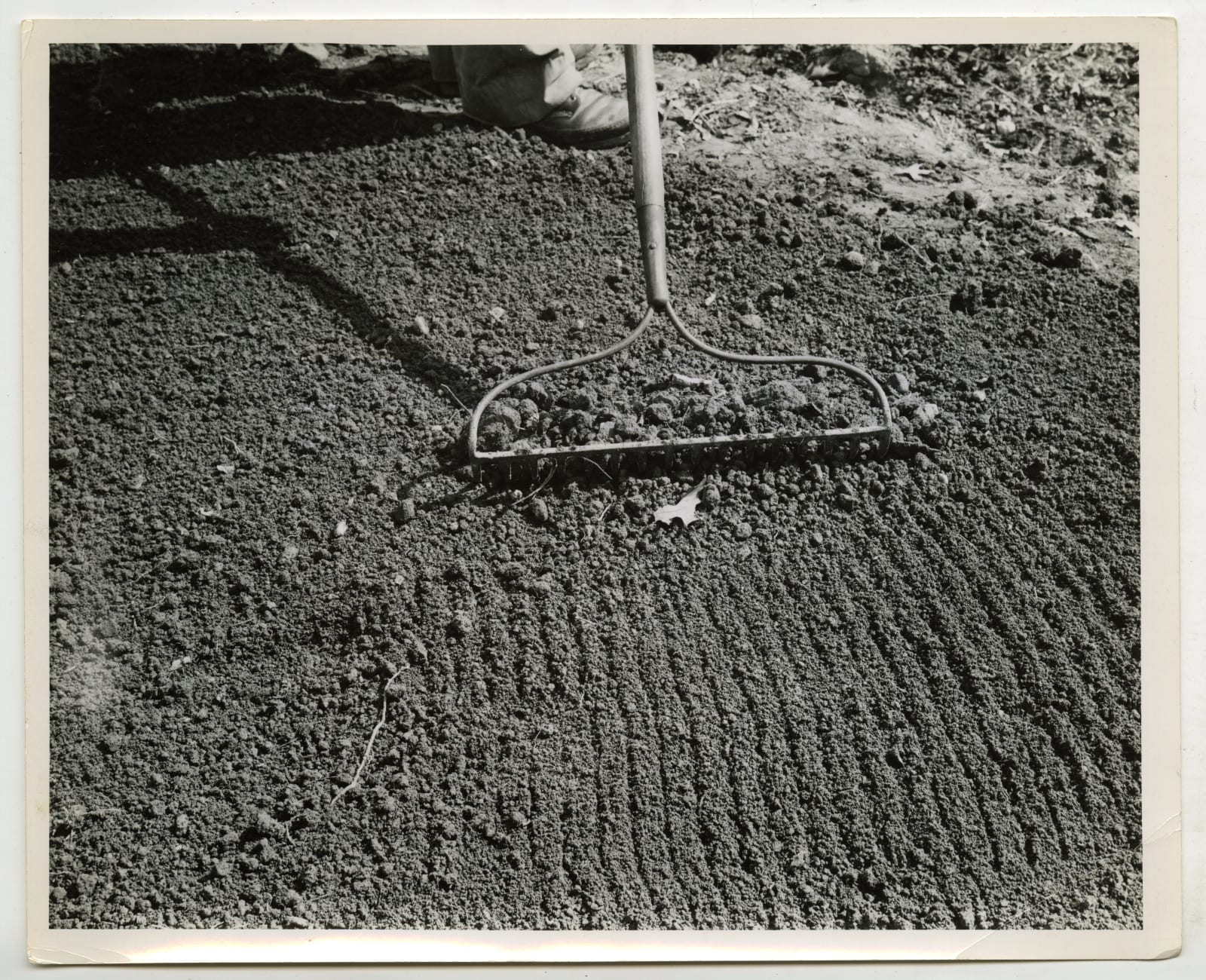 Various Photographers, Large Group of Photos Showing Home Farming as Part of the "Victory Gardens" War Effort, 1943-44