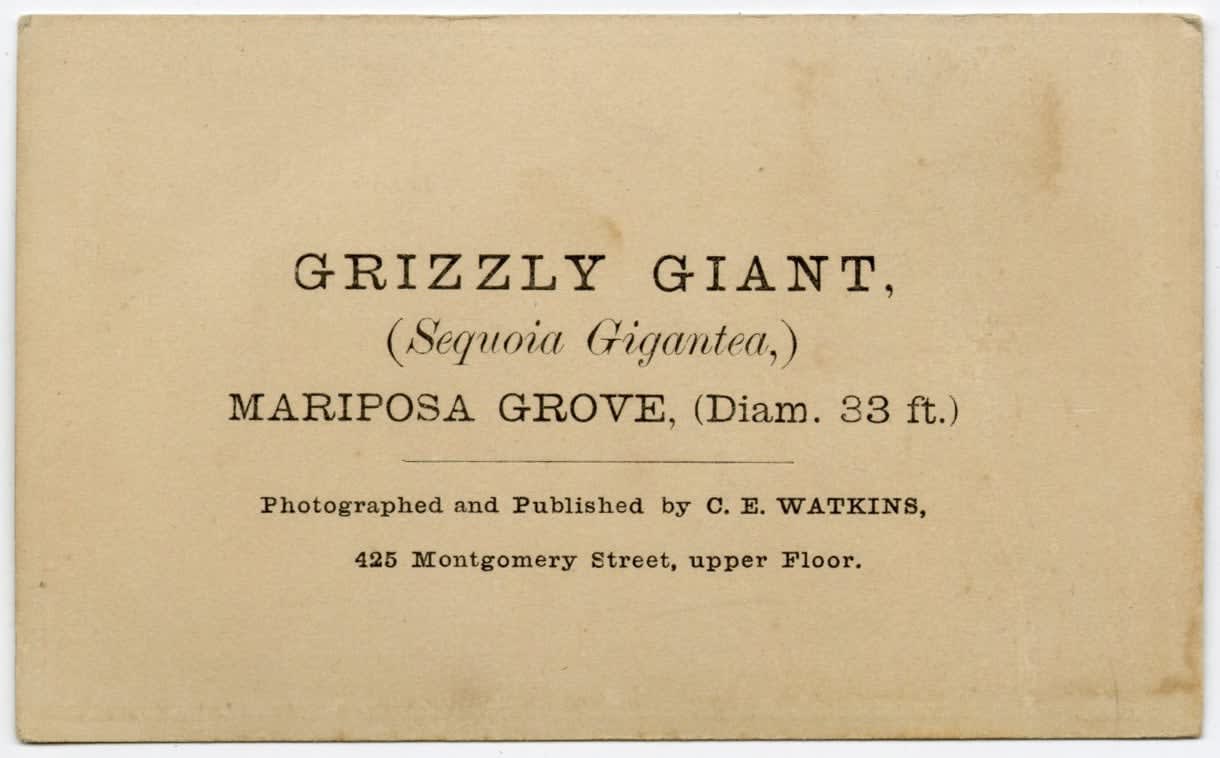 Carleton Watkins, CDV of the Grizzly Giant and Galen Clark, "The Guardian of Yosemite", 1860s