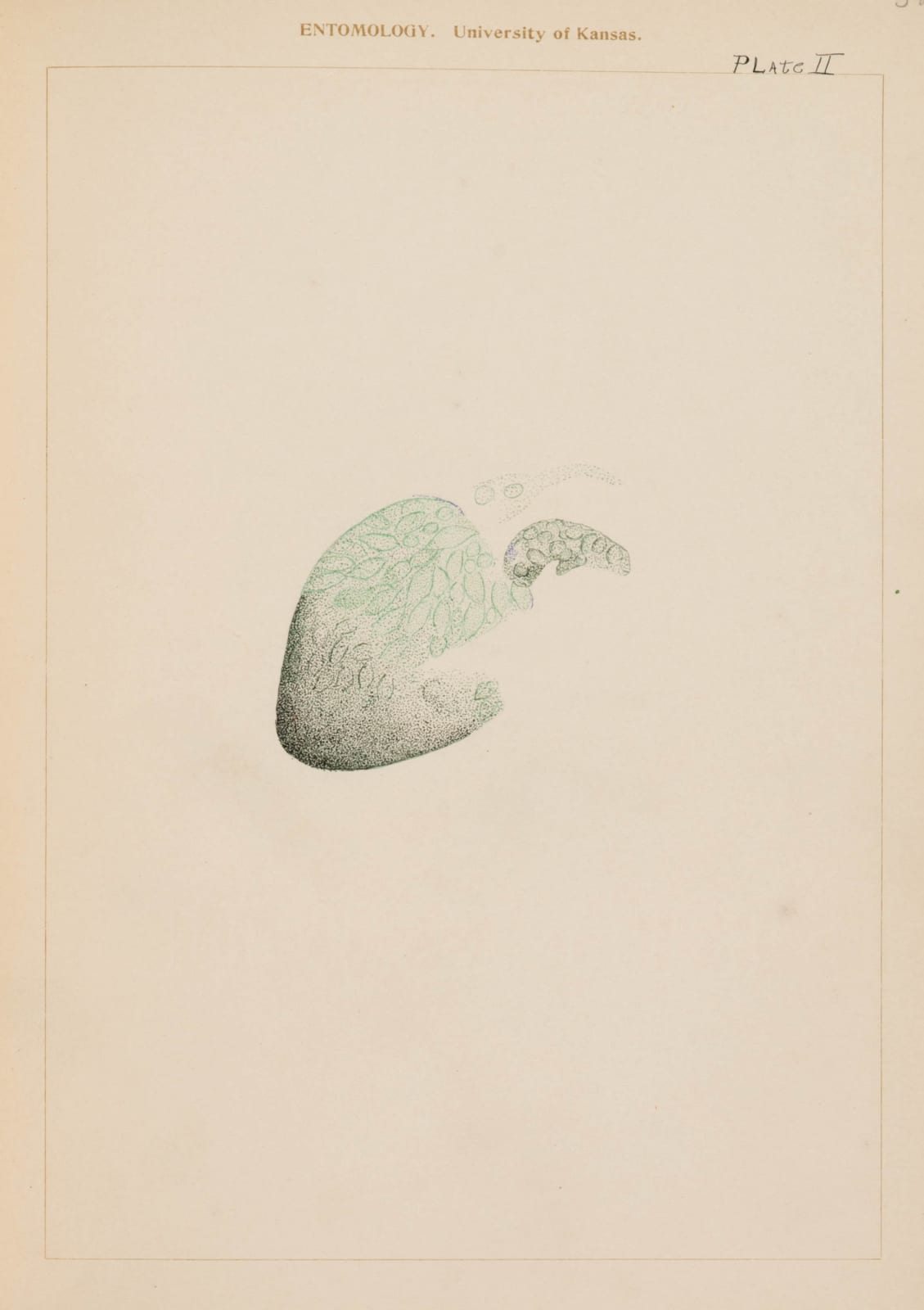 [Entomology], Student's laboratory book including microphotographs and delicate studies in colored ink of specimens under the microscope., 1907-08