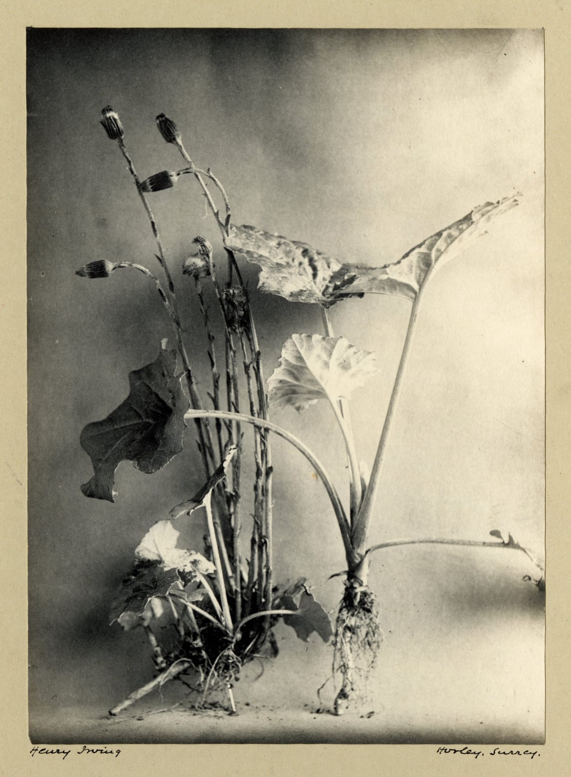 Henry Irving, Coltsfoot, c. 1900-10